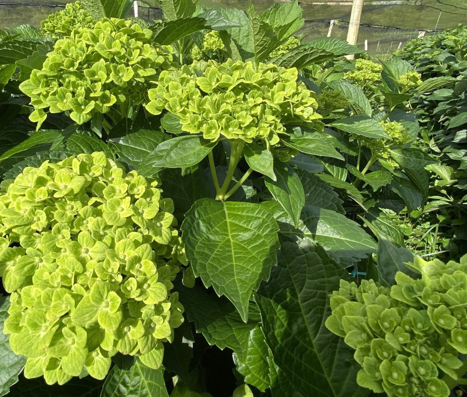 green Colombian hydrangea , DIY flowers
