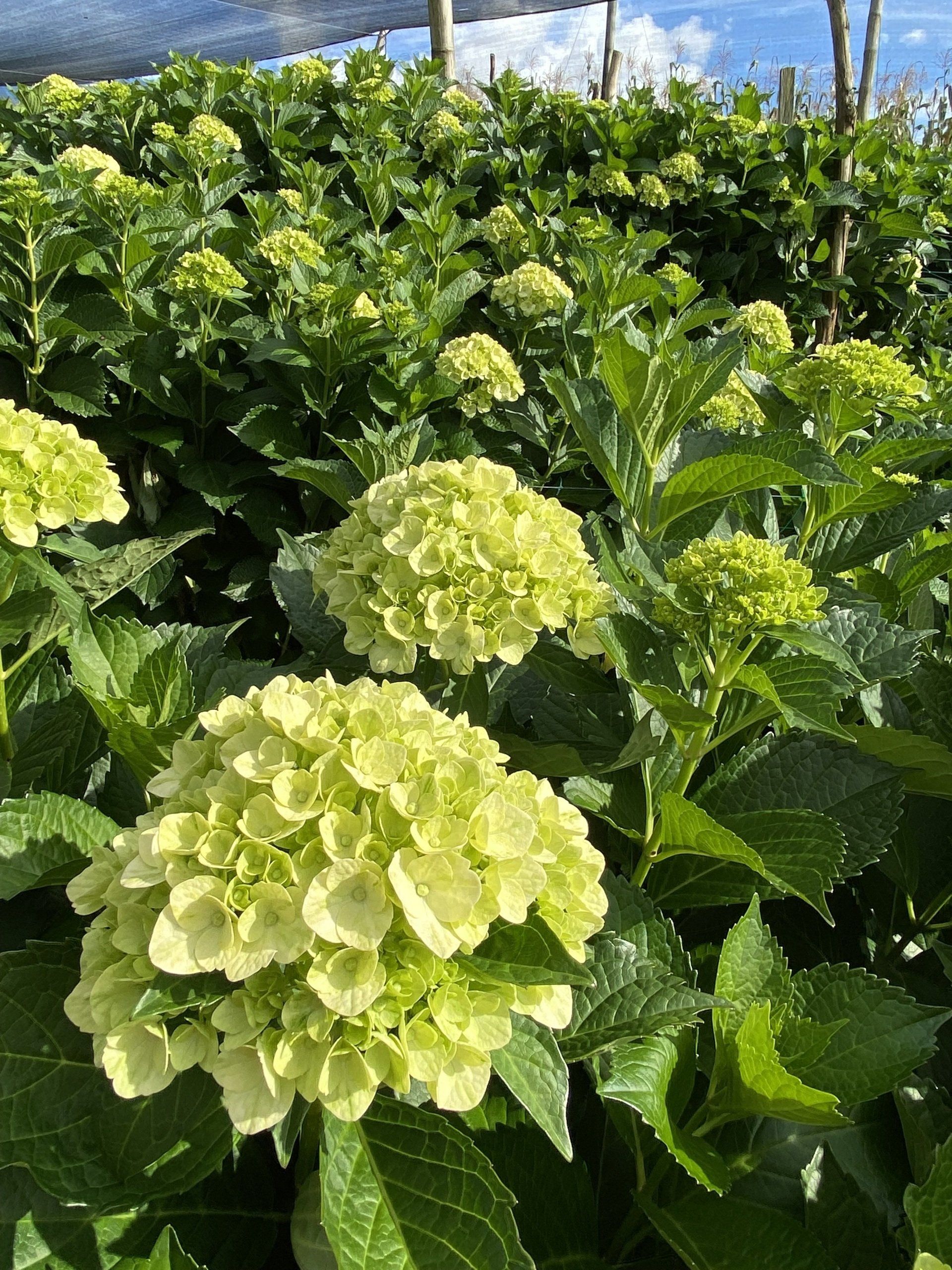 green Colombian hydrangea, DIY flowers 