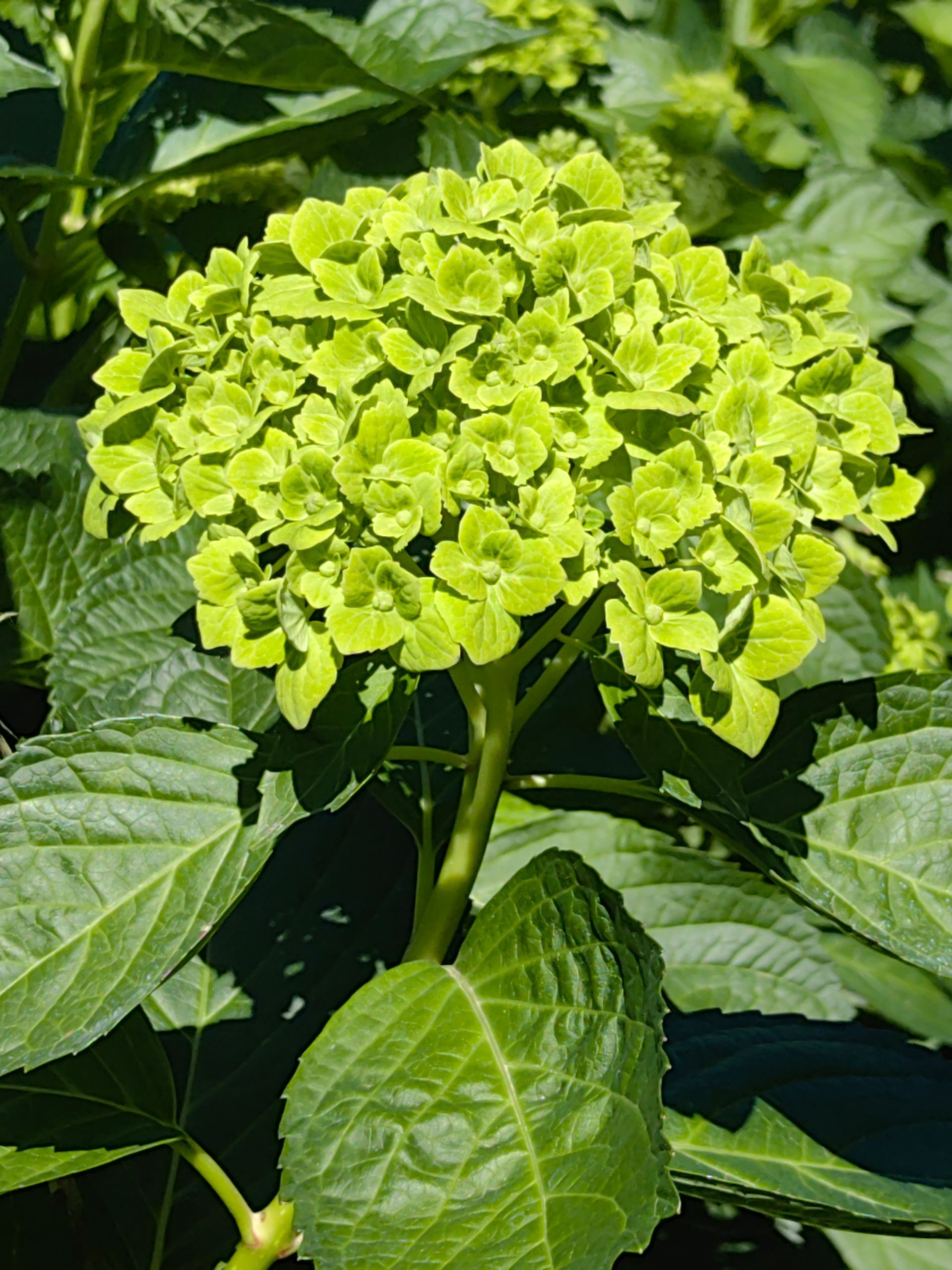 emerald green hydrangea