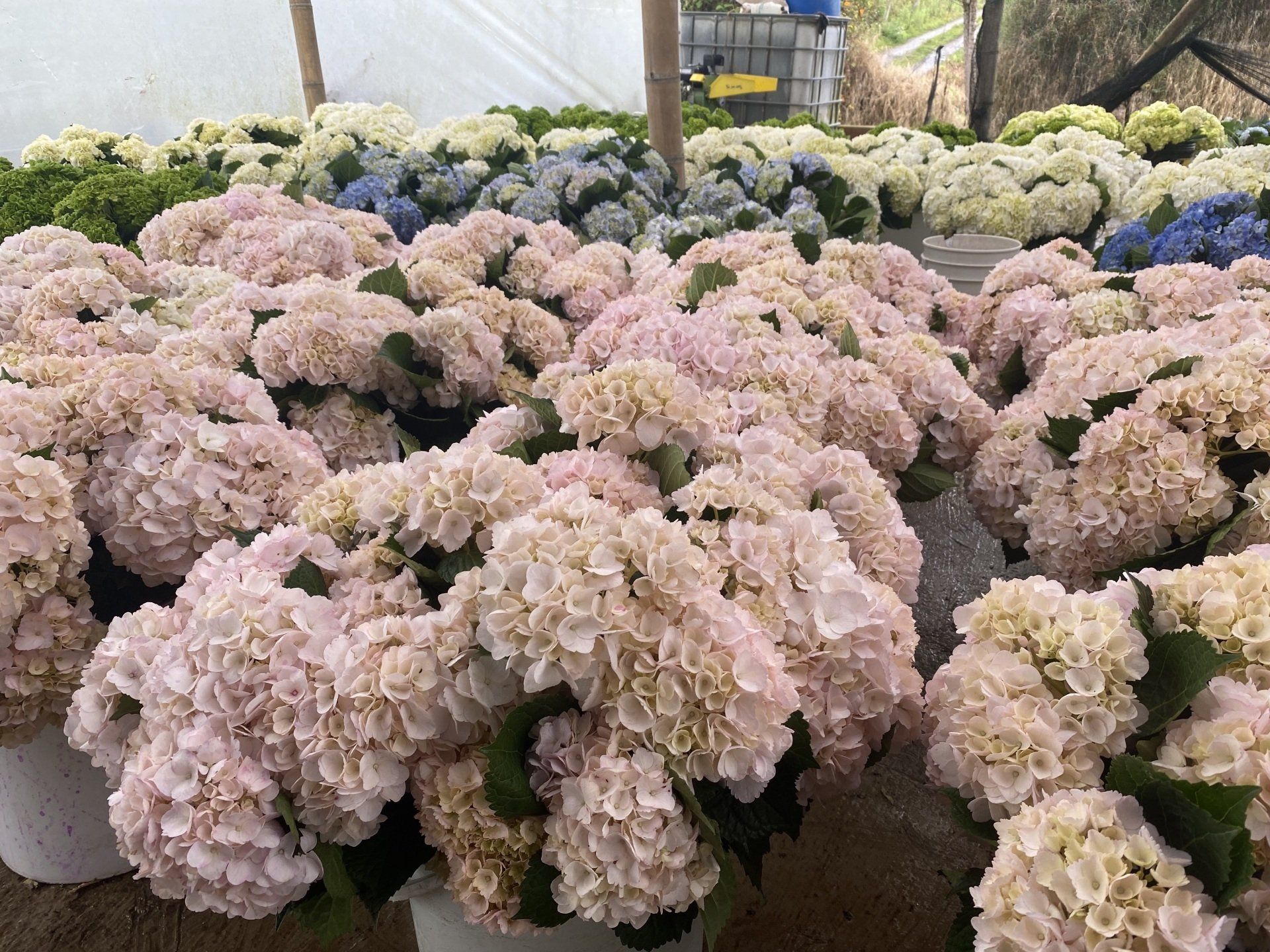 Pink hydrangea direct from farm