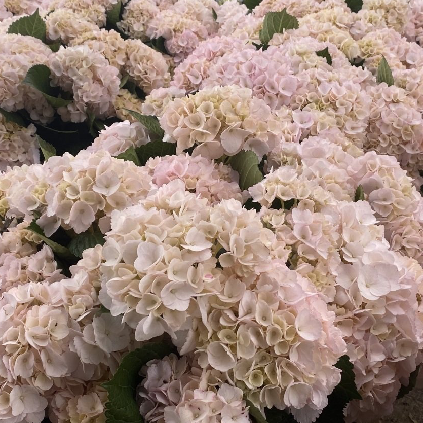 blush pink Colombian hydrangea, DIY flowers