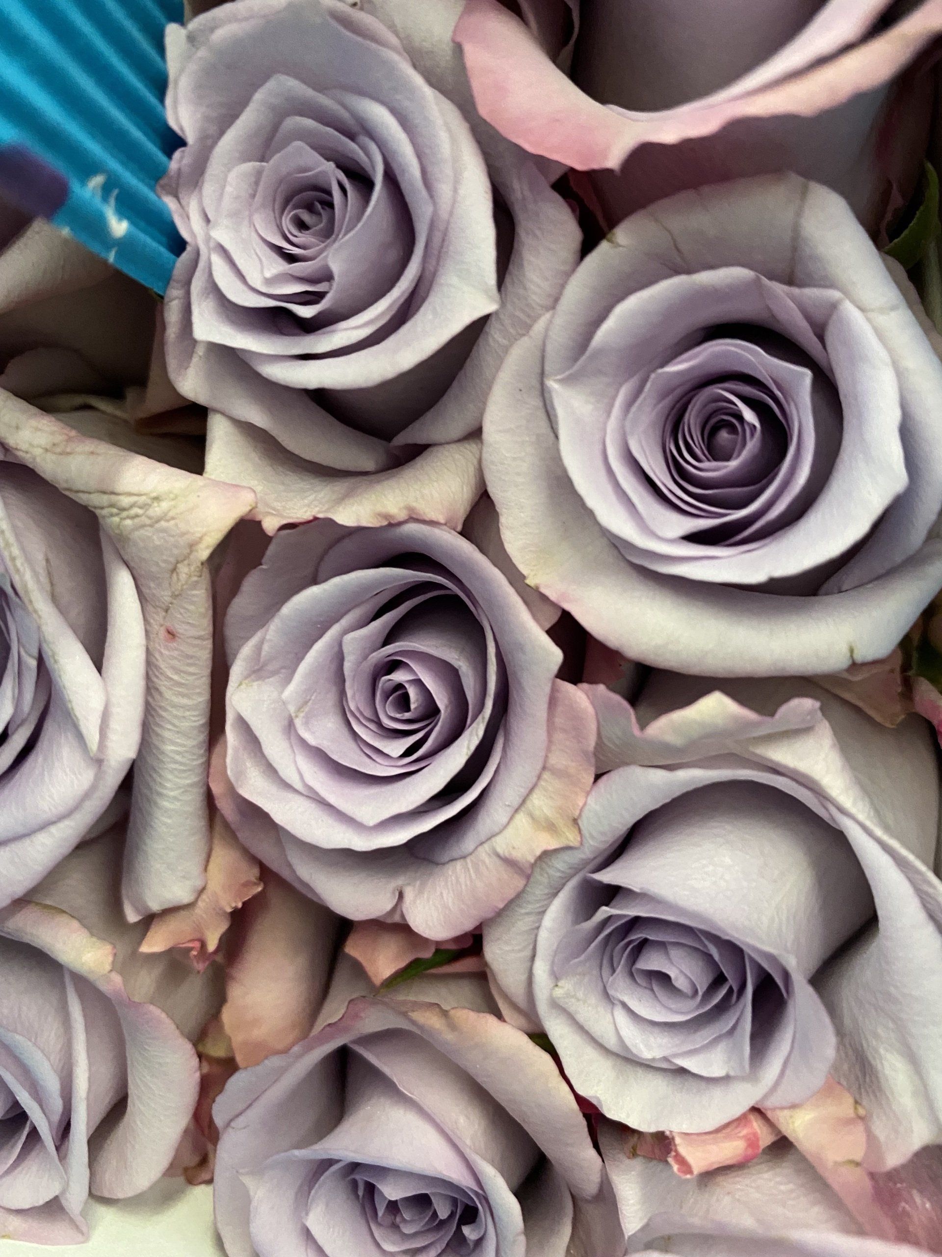 lavender Ecuadorian roses, Bloom My House, DIY flowers