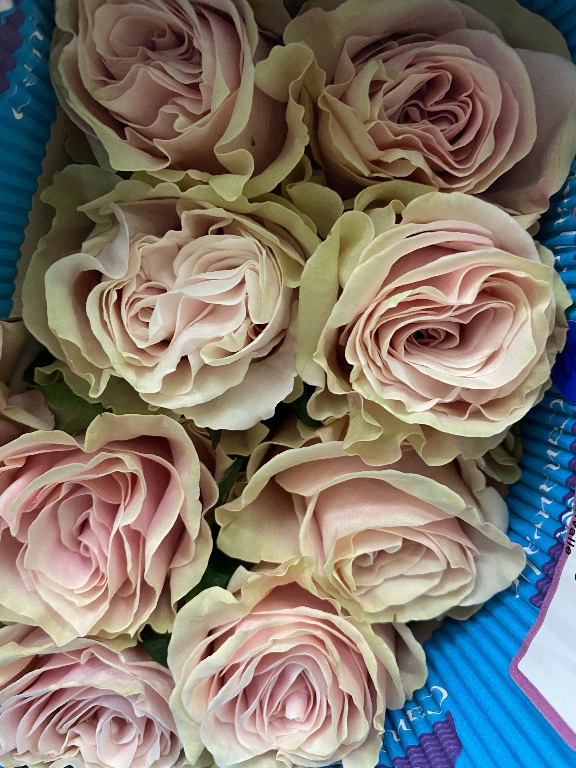 Pink Ecuadorian roses, Bloom My House, DIY flowers