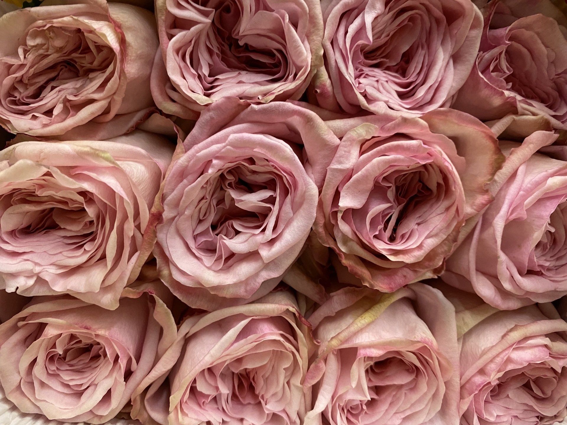 pink ecuadorian roses, Bloom My House, DIY flowers