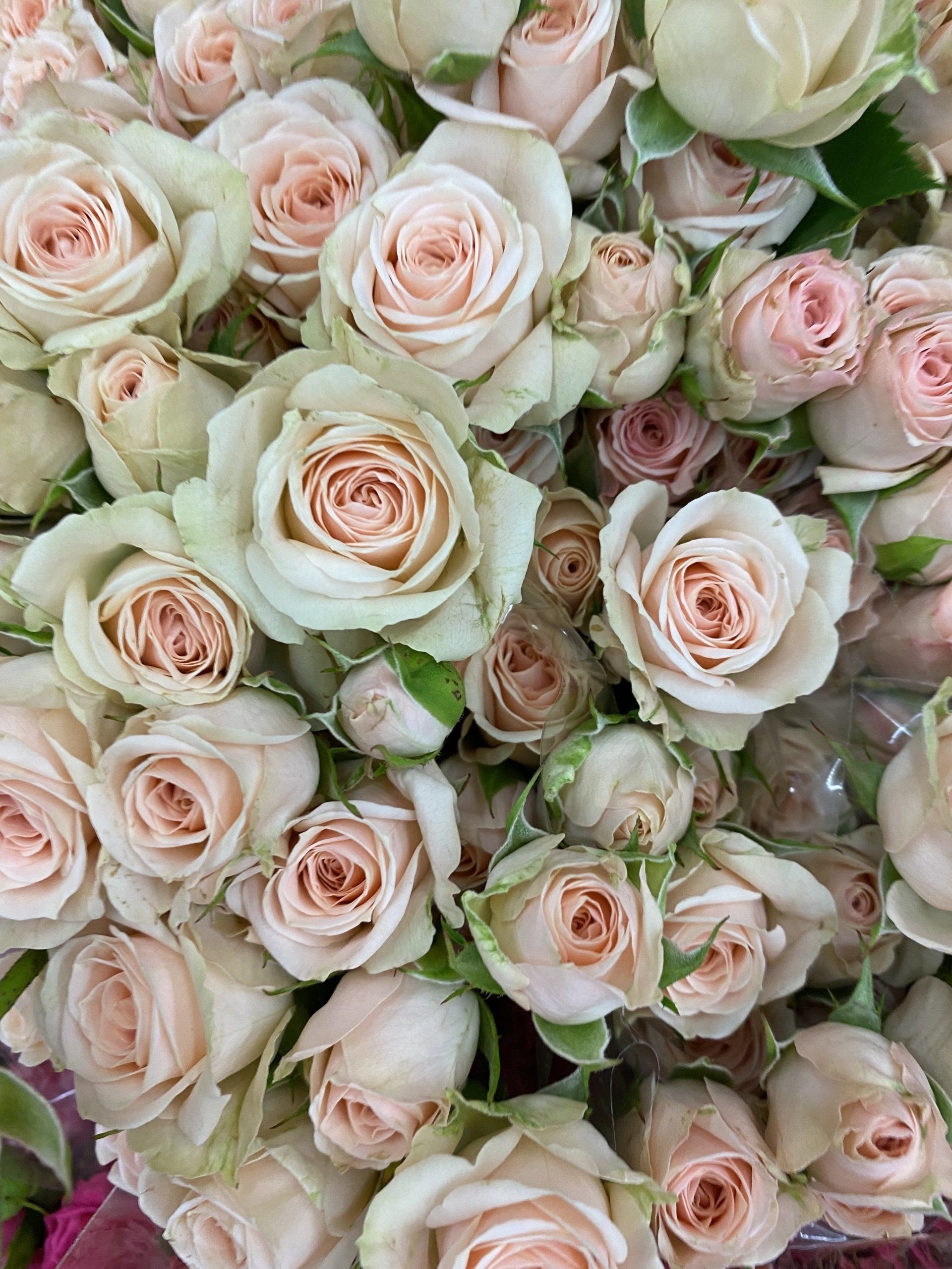 pink ecuadorian spray roses