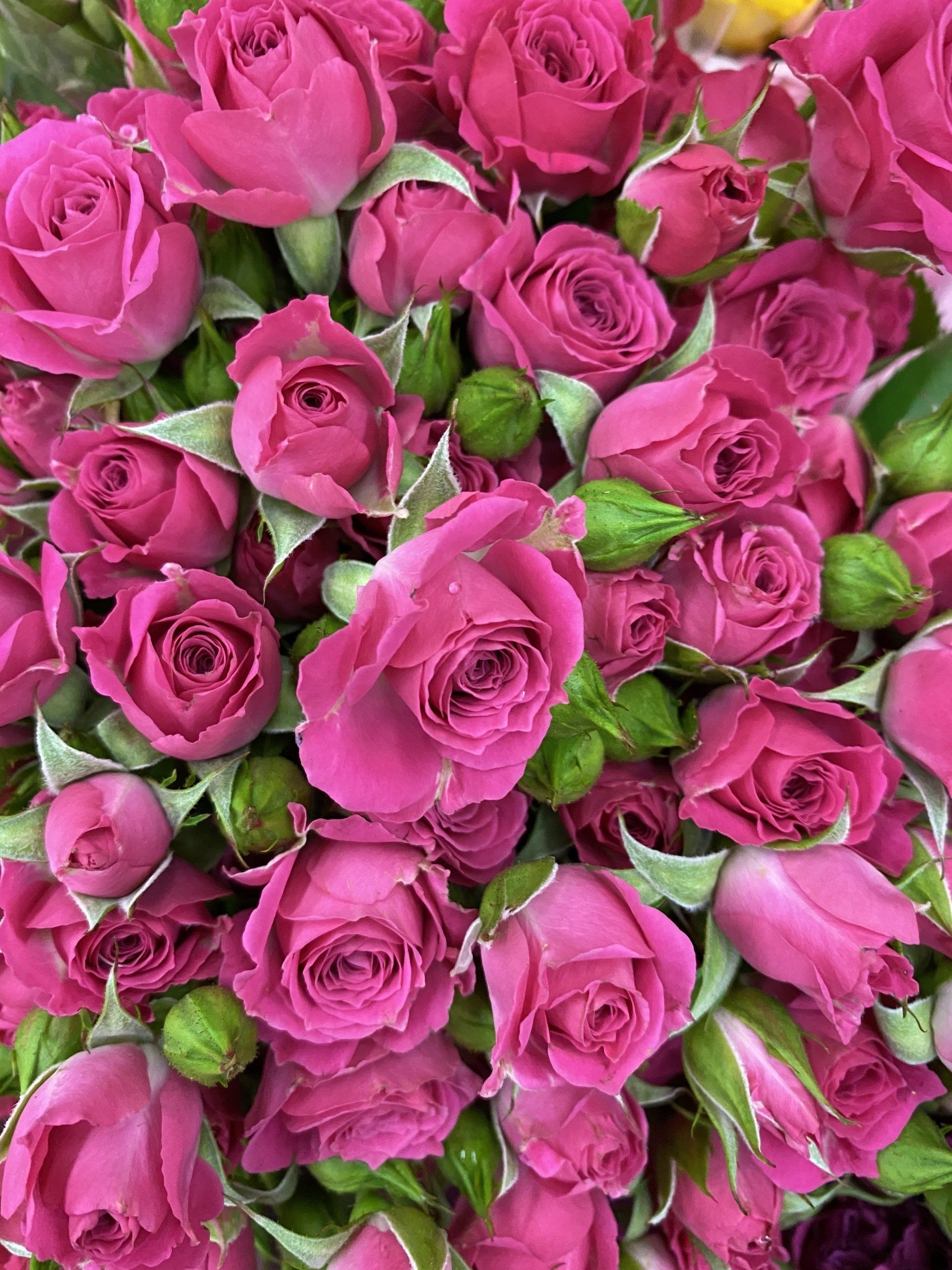 Hot pink ecuadorian spray roses 