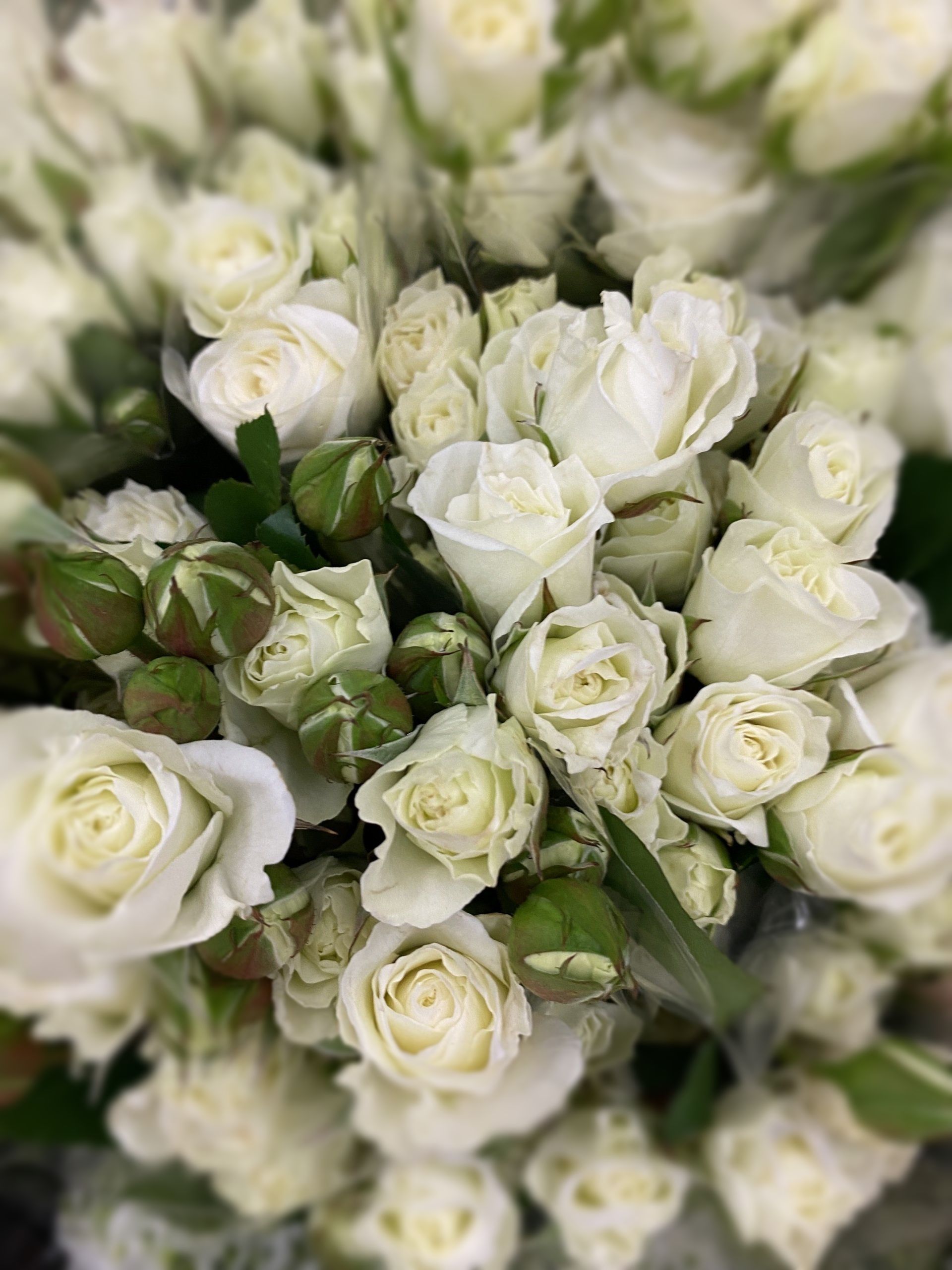 white ecuadorian spray roses