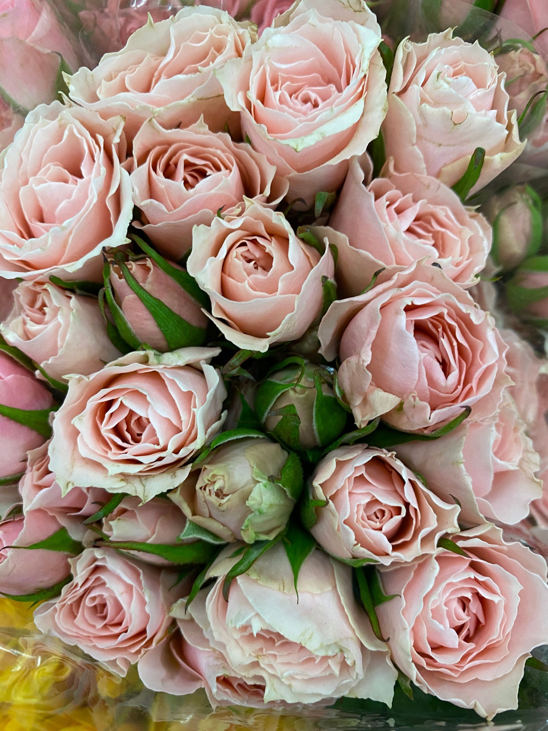 pink ecuadorian spray roses 