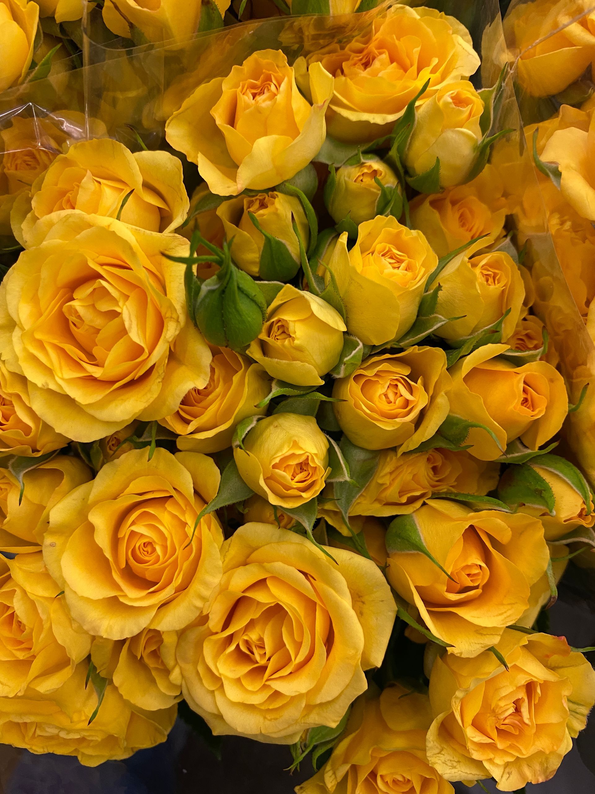yellow ecuadorian spray roses 