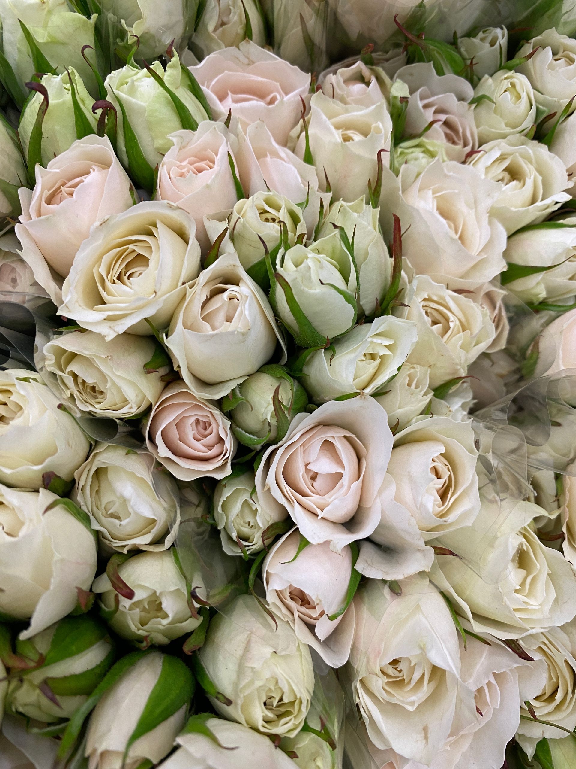 blush ecuadorian spray roses 