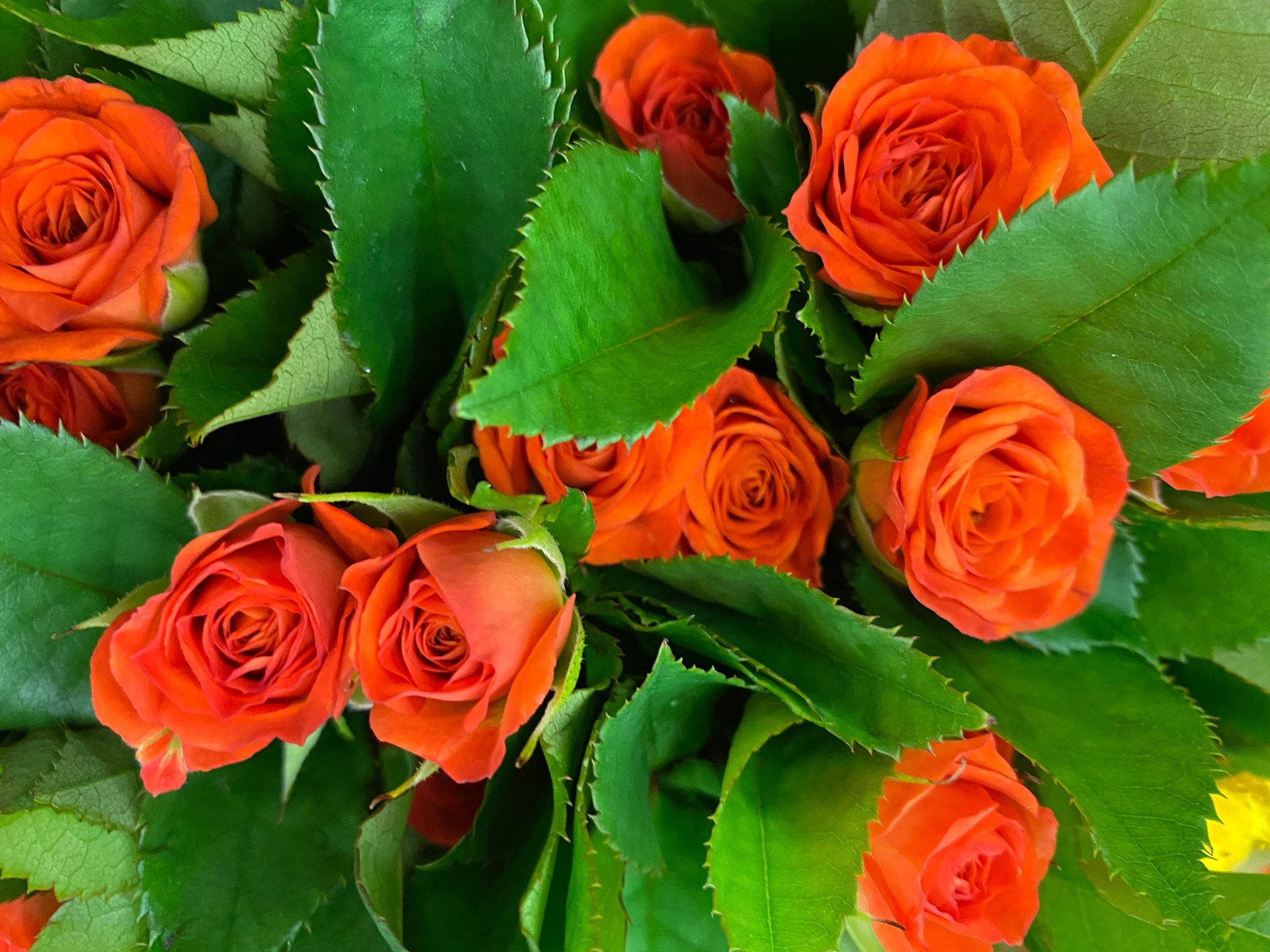 orange ecuadorian spray roses 