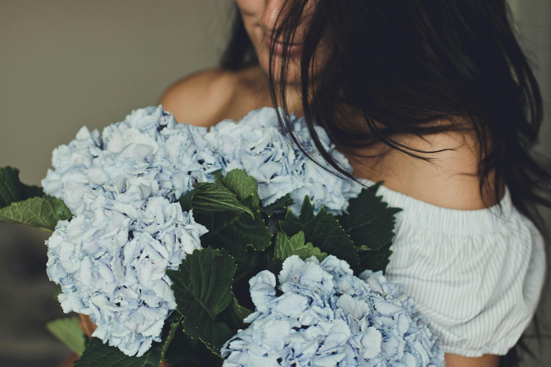 Blue Hydrangea direct from farm