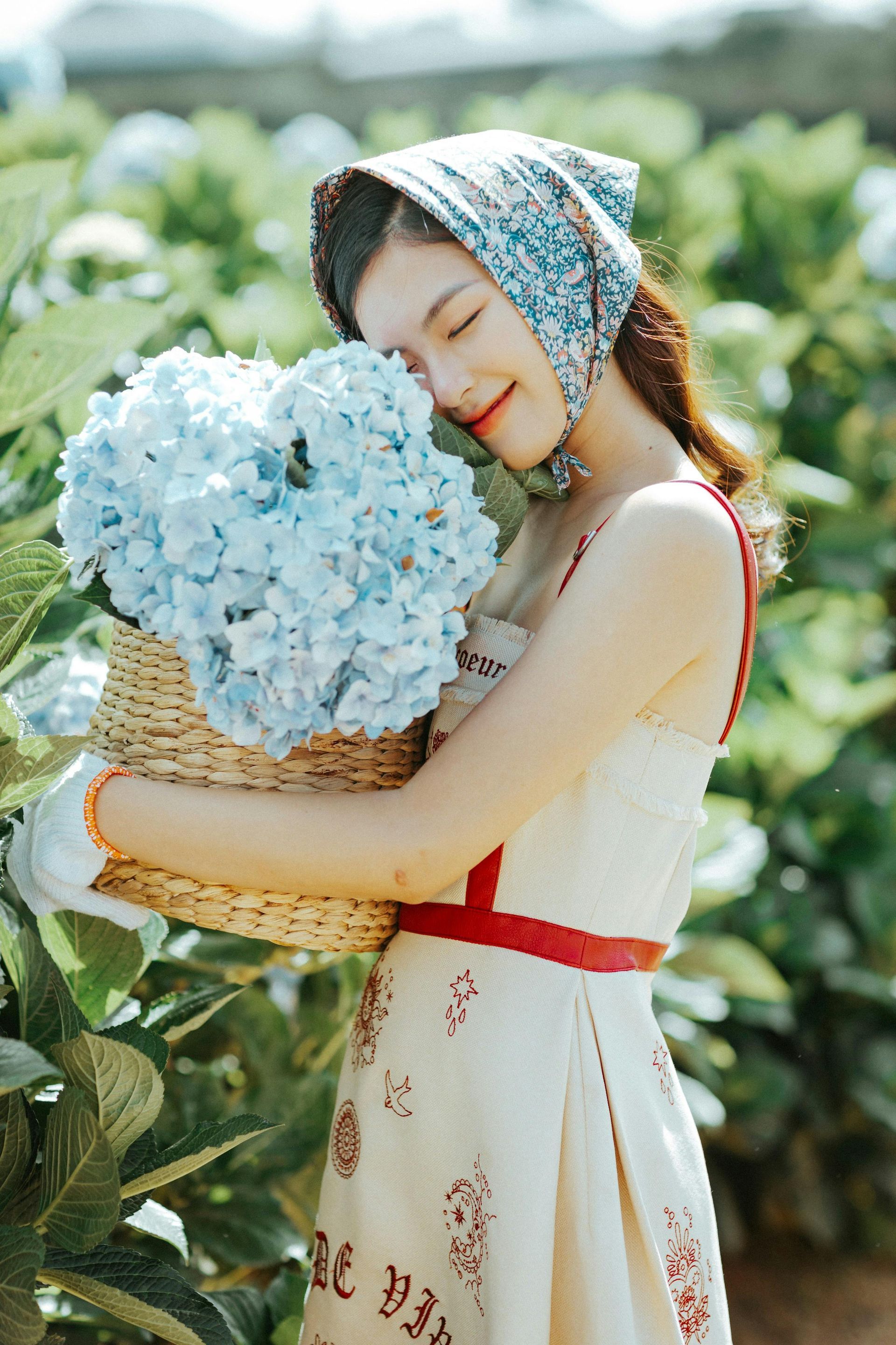 Blue Hydrangea direct from farm