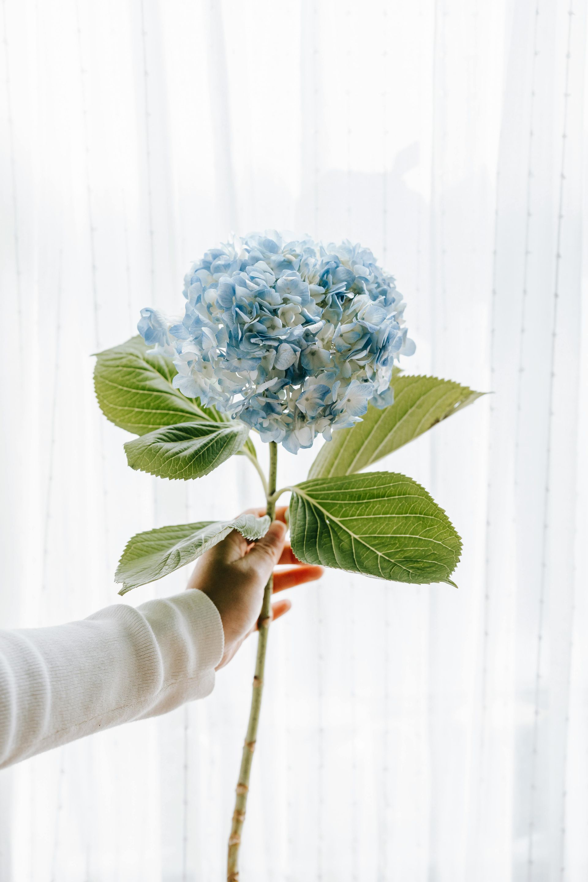 Blue Hydrangea direct from farm