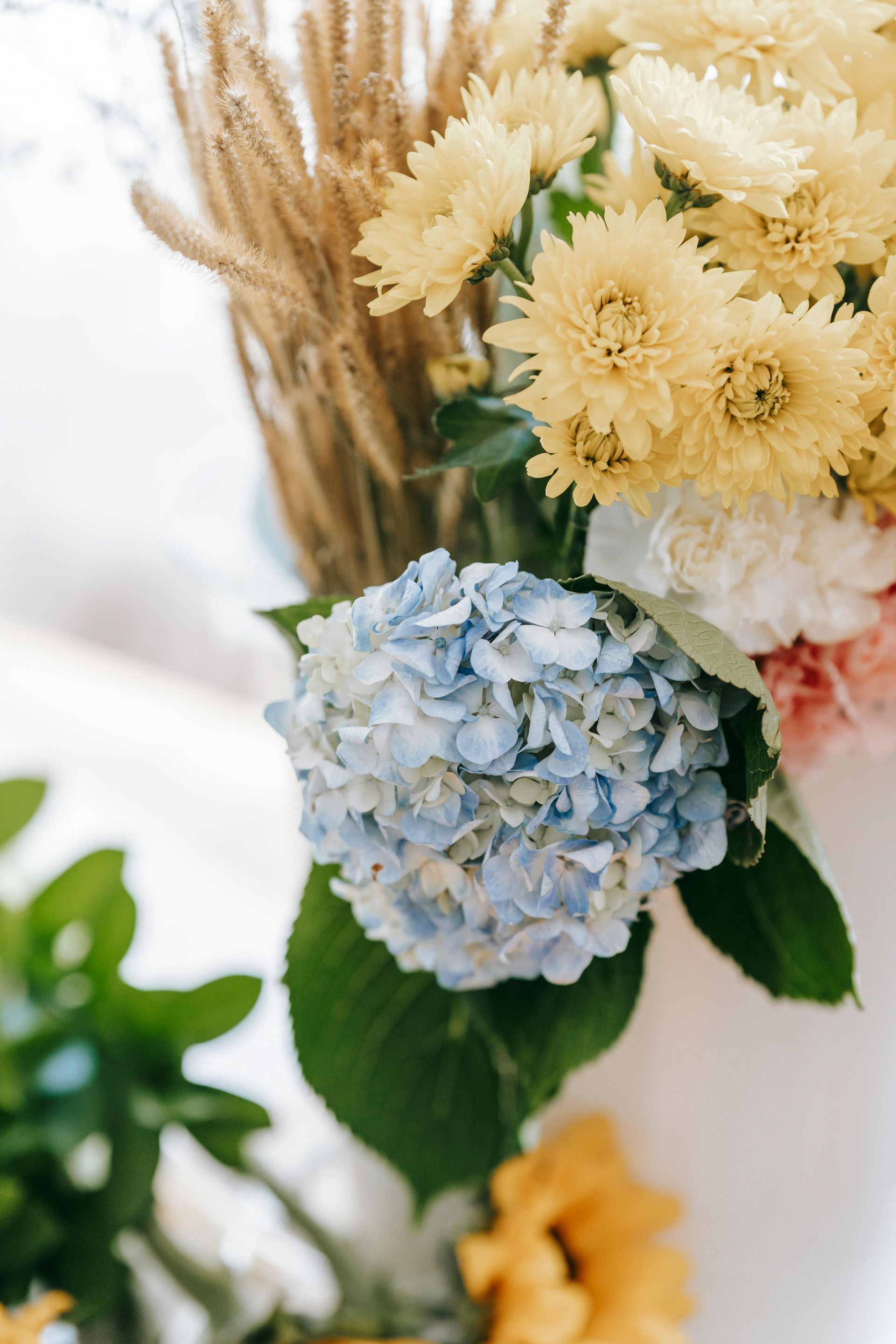 Blue Hydrangea direct from farm