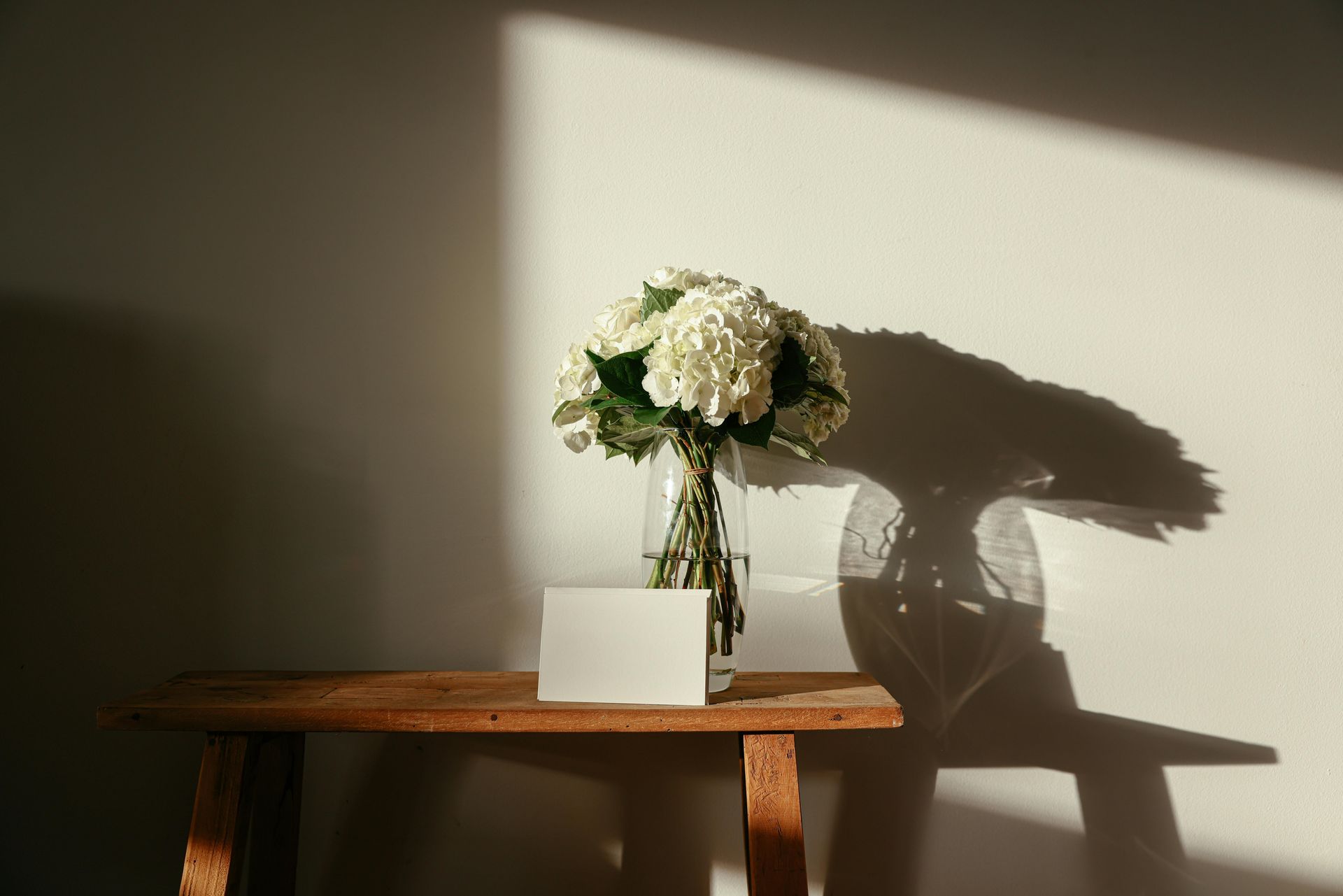 White Hydrangea direct from farm