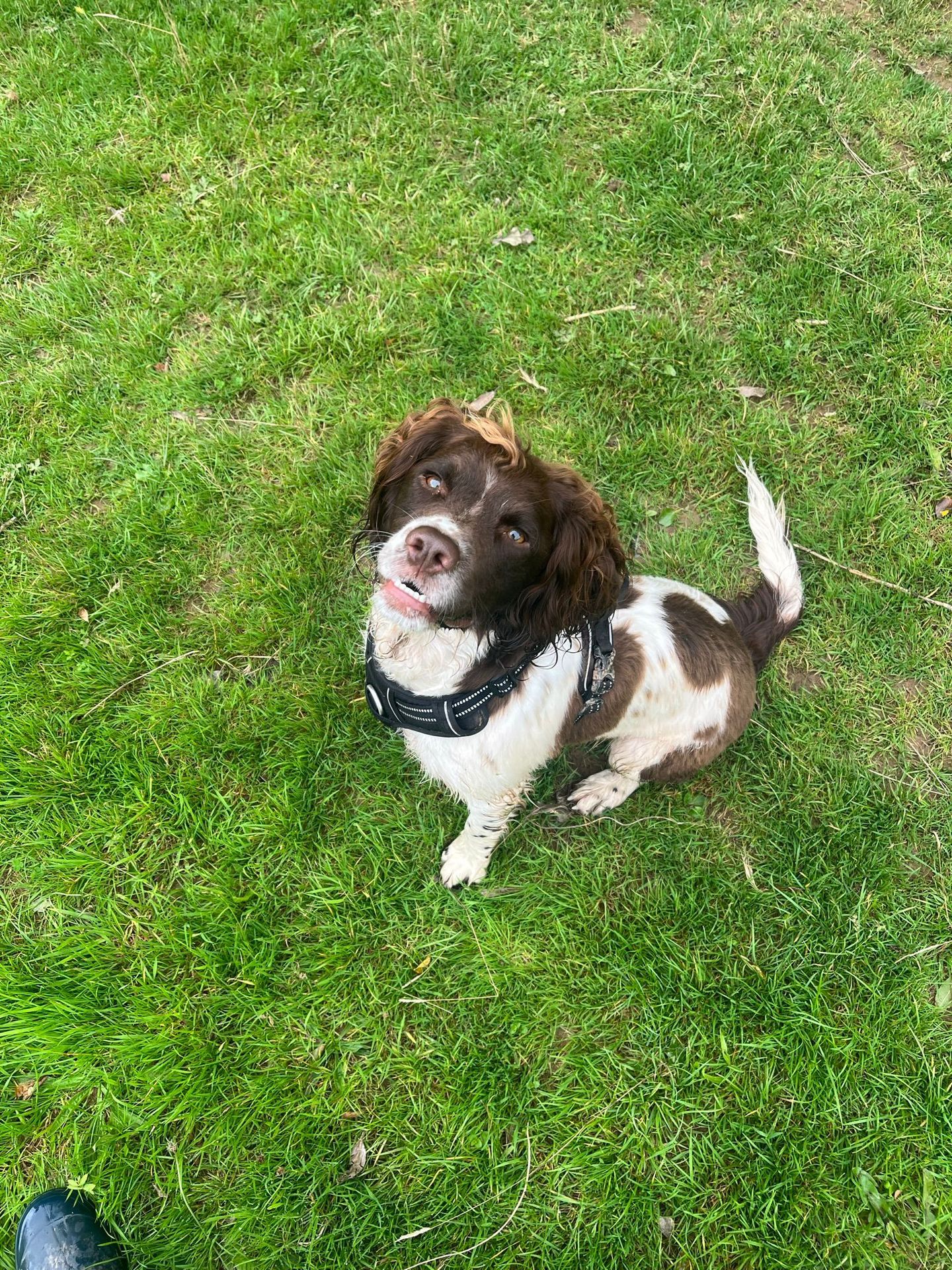 Happy dog enjoying a solo walk through the countryside