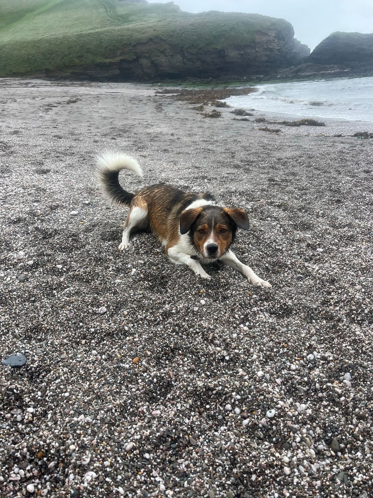 Happy dog exploring the beach on a sunny day