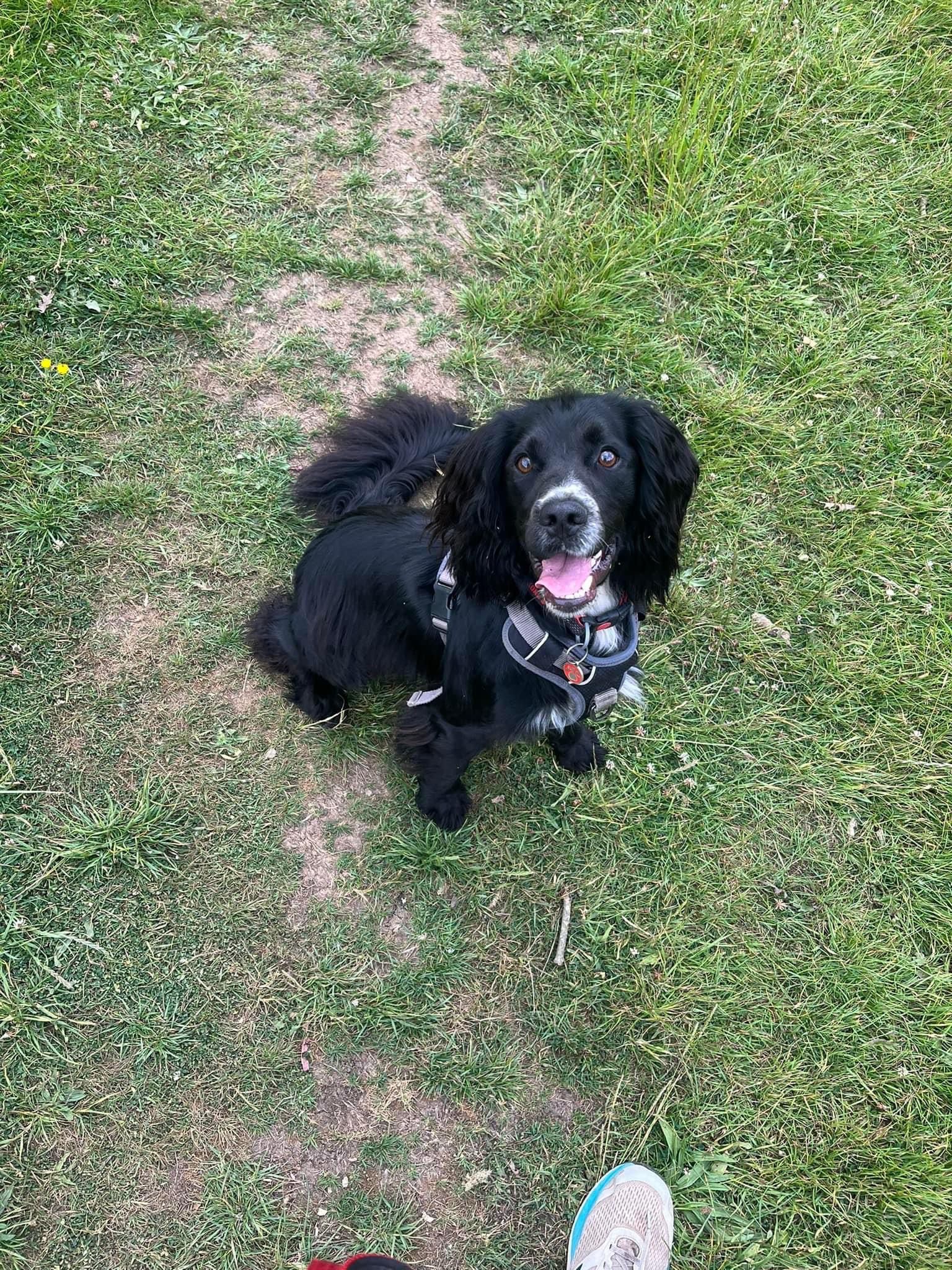 Happy dog enjoying a solo walk through the countryside