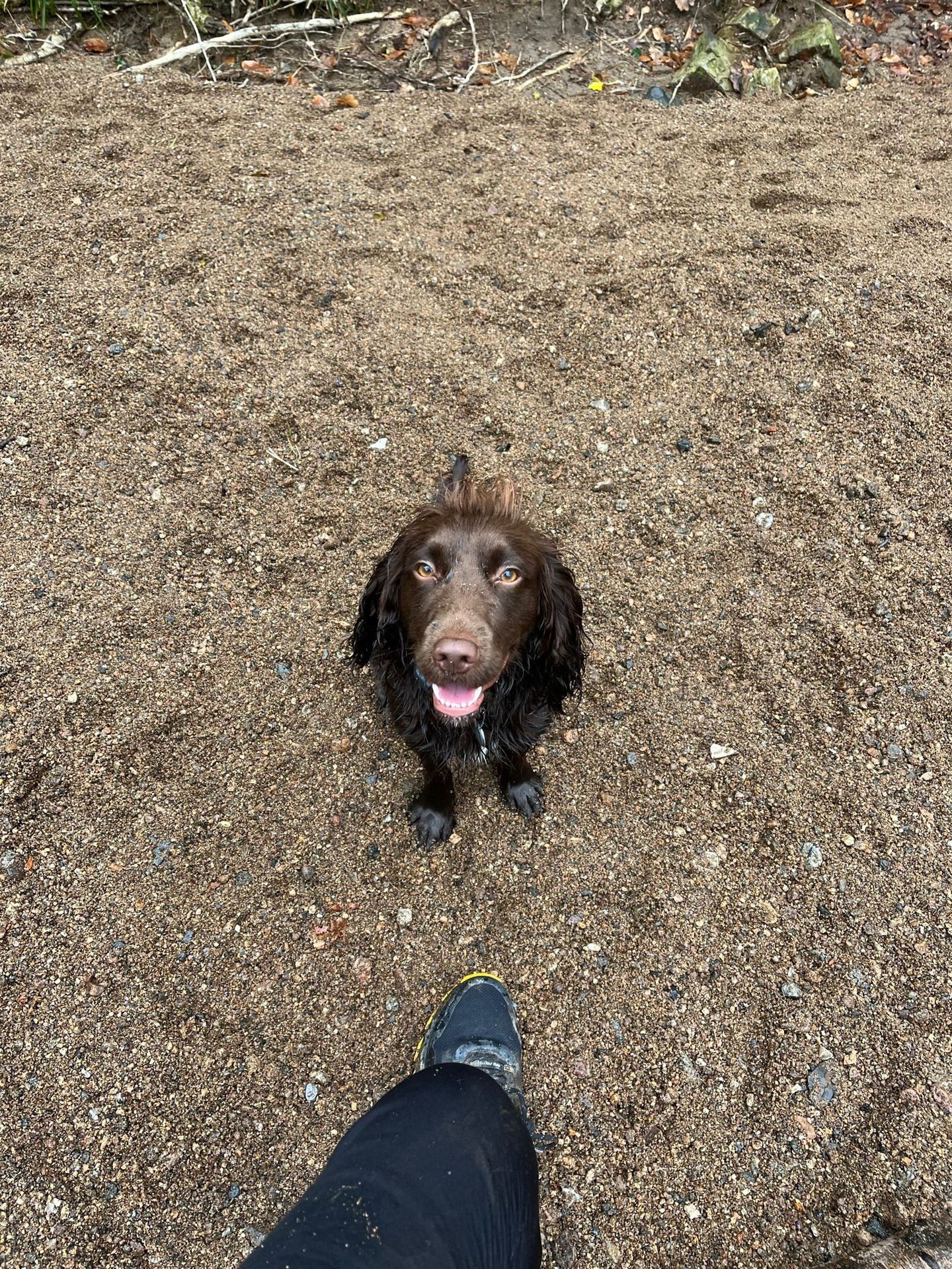 Happy dog exploring the beach on a sunny day