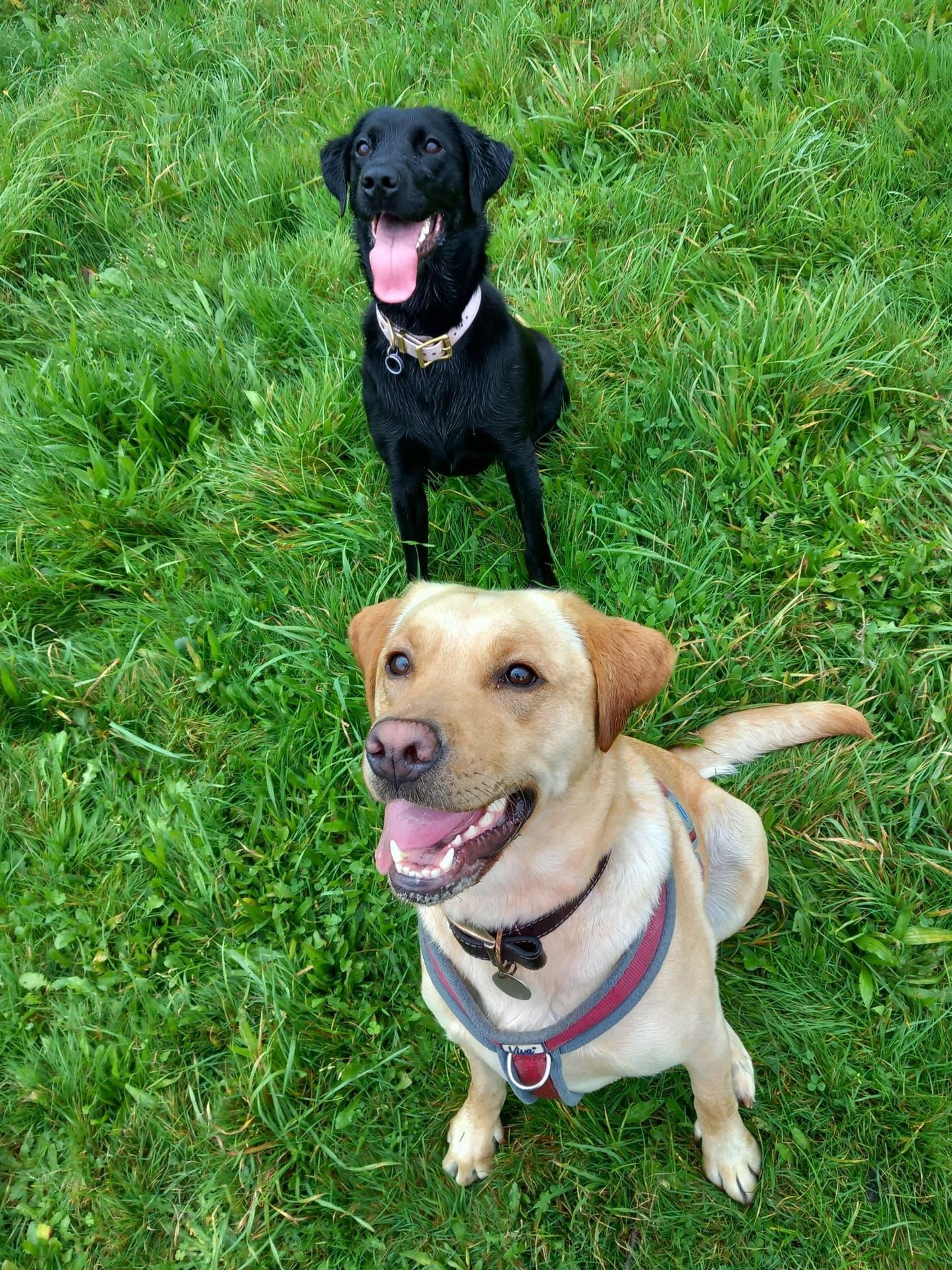 Dogs enjoying a group walk in the South Devon countryside