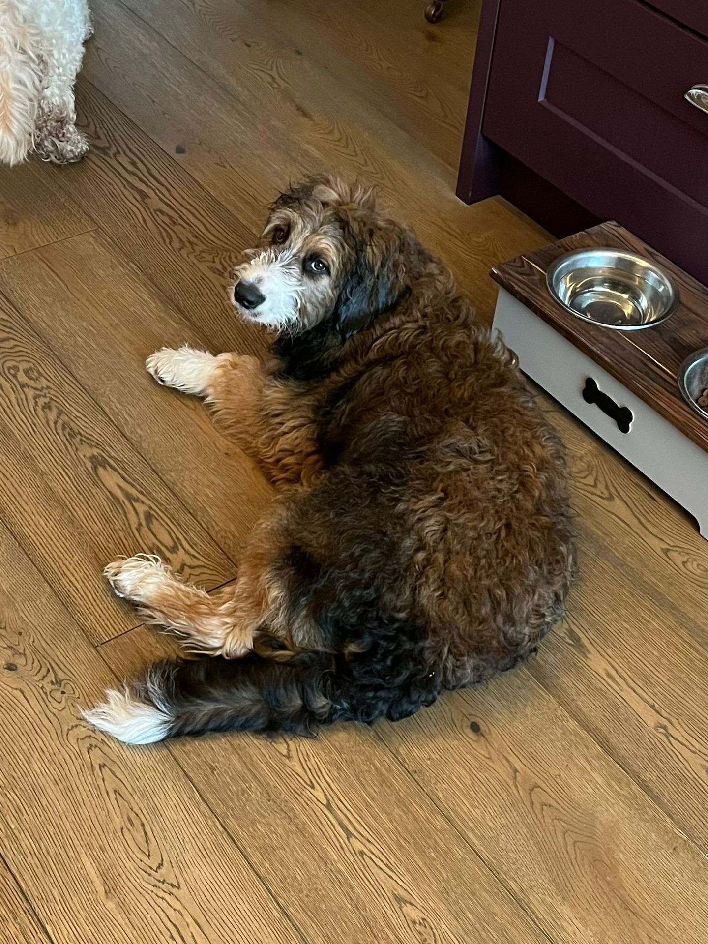 Calm dog resting at home after a pop-in check