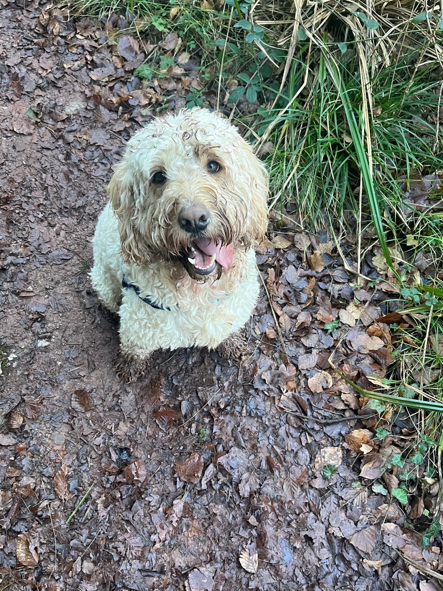 Happy dog enjoying a solo walk through the woodland 