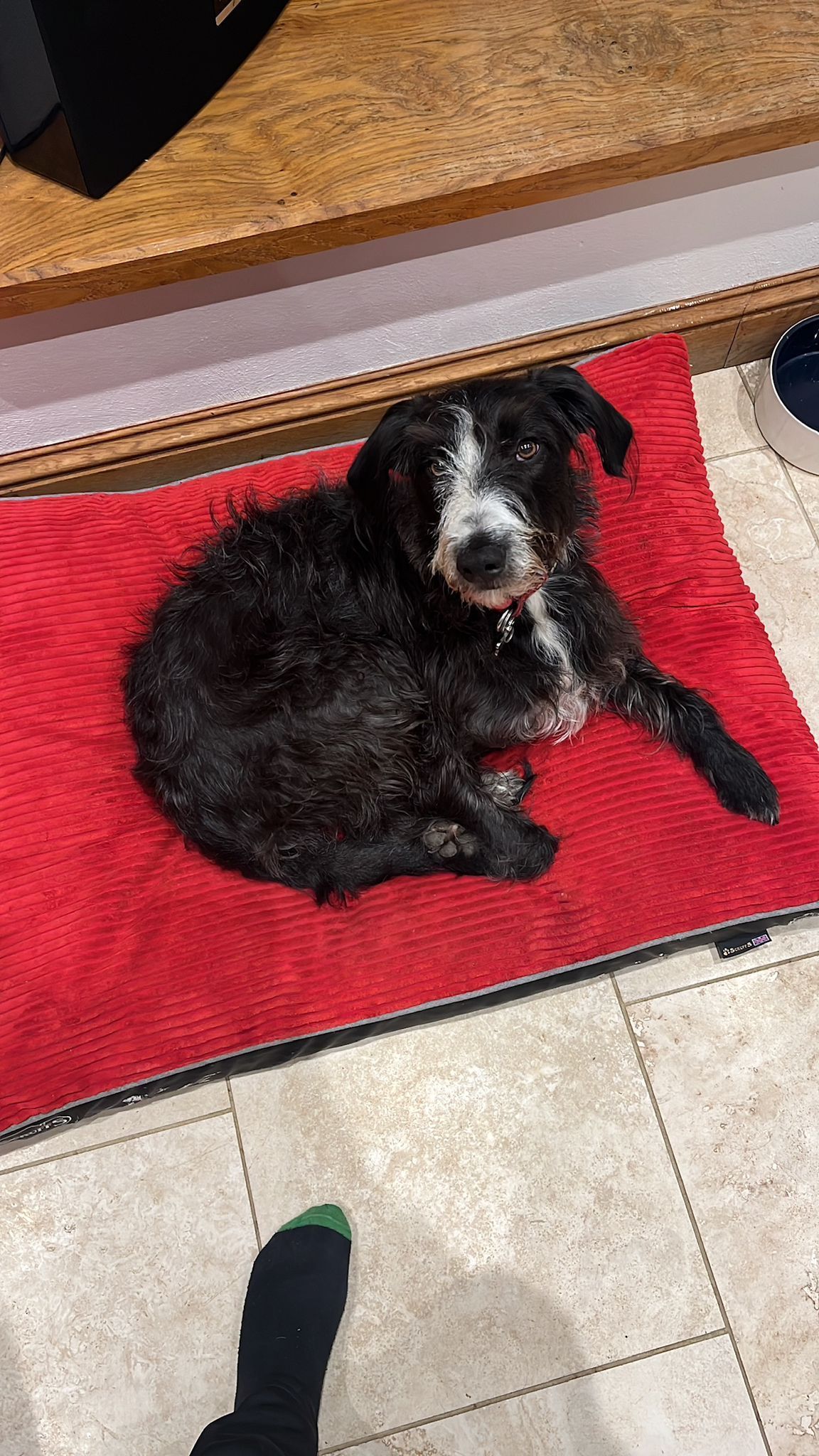 Calm dog resting at home after a pop-in check