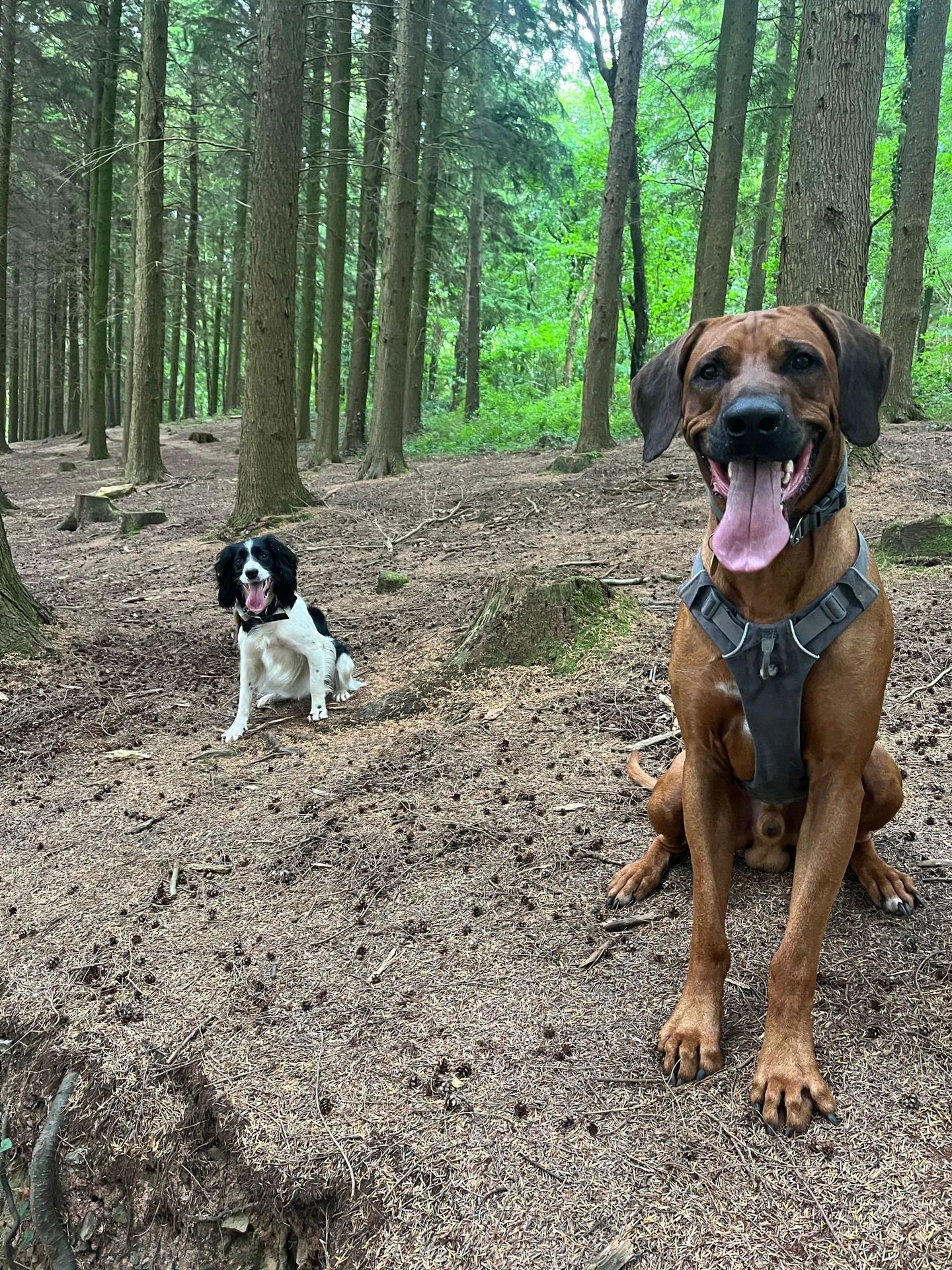 Dogs enjoying a group walk in the South Devon countryside