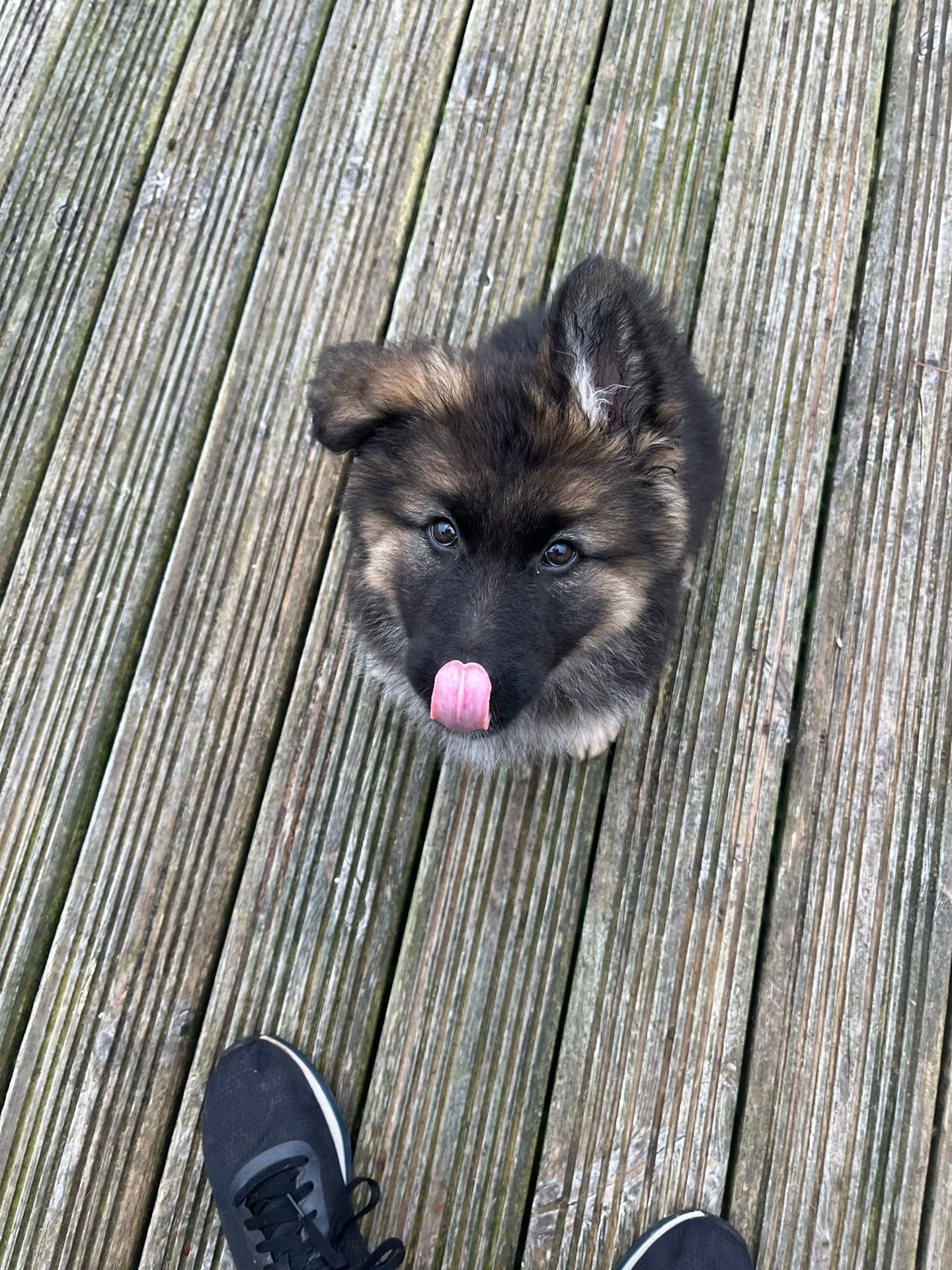 German Shepherd puppy sitting on decking, waiting for treat