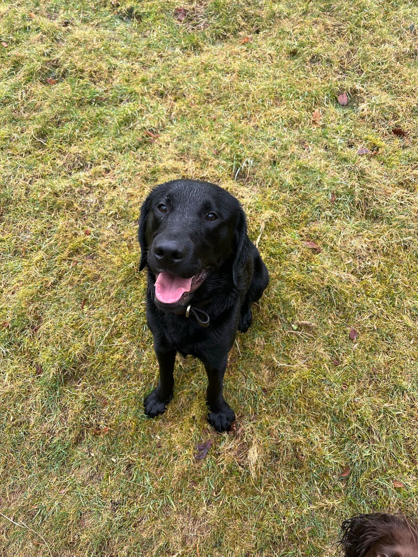 Happy dog enjoying a solo walk through the countryside