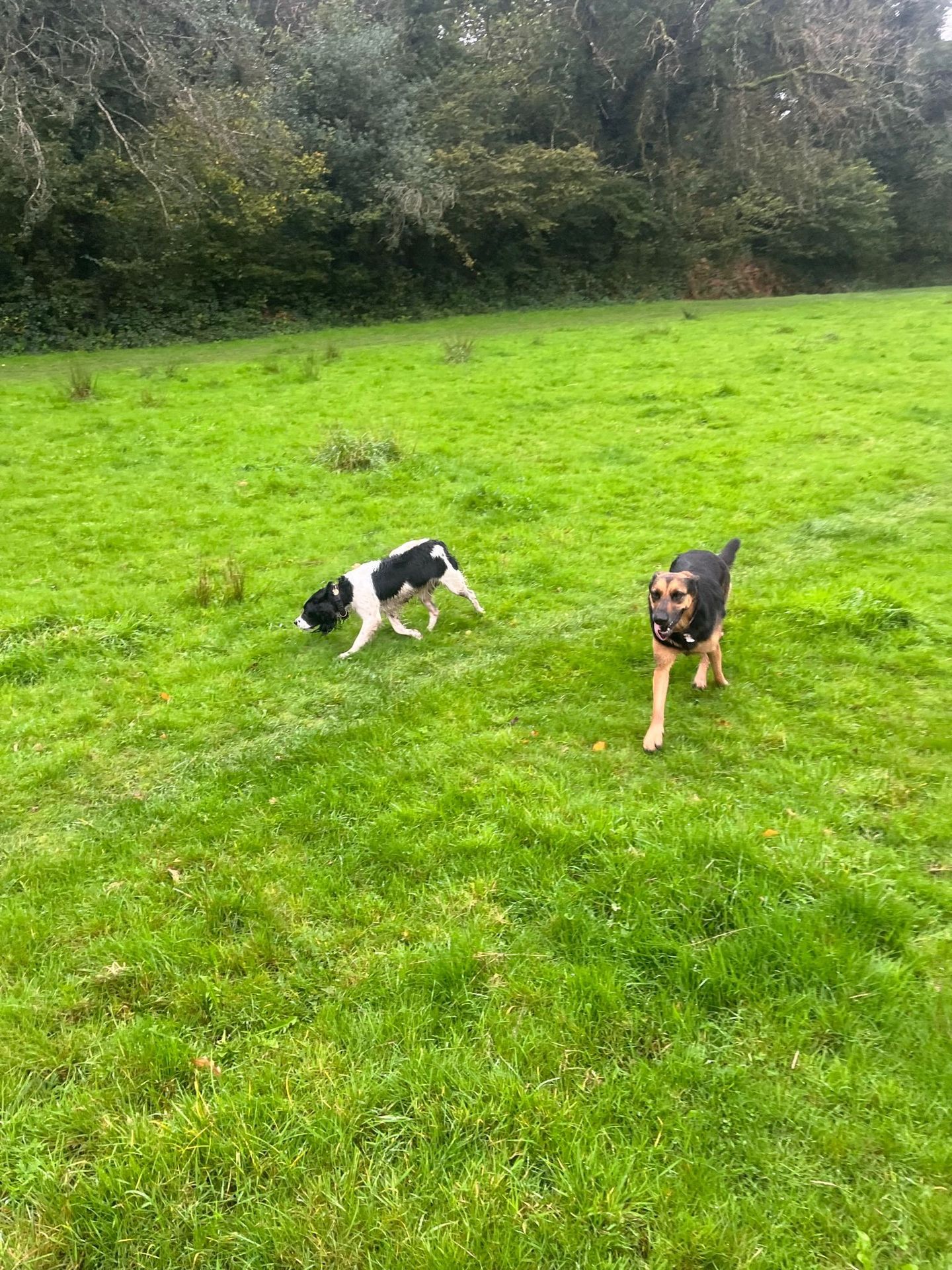 Dog enjoying a group walk in the South Devon countryside