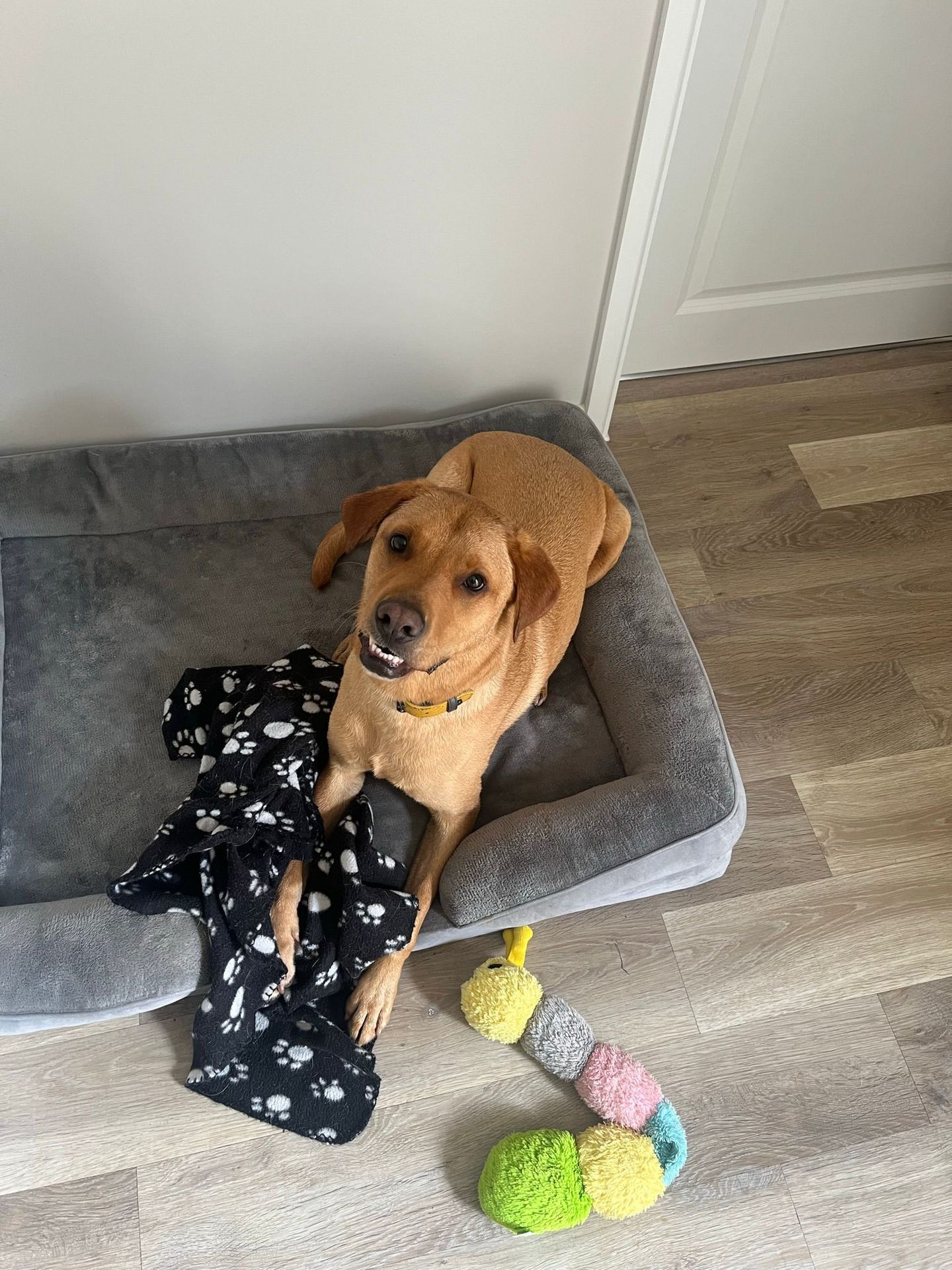 Calm dog resting at home after a pop-in check