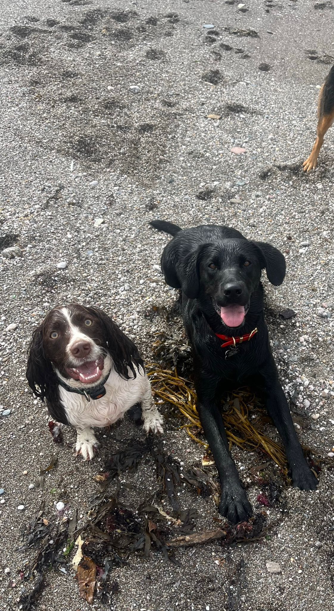 Dog enjoying a group walk in the South Devon countryside