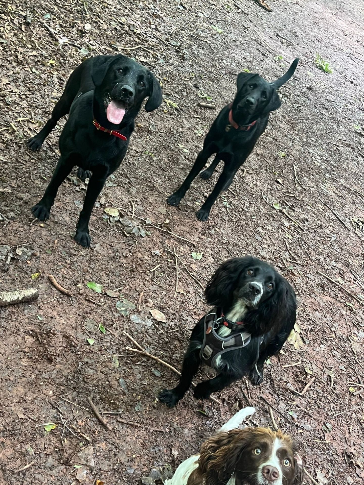 Dog enjoying a group walk in the South Devon countryside