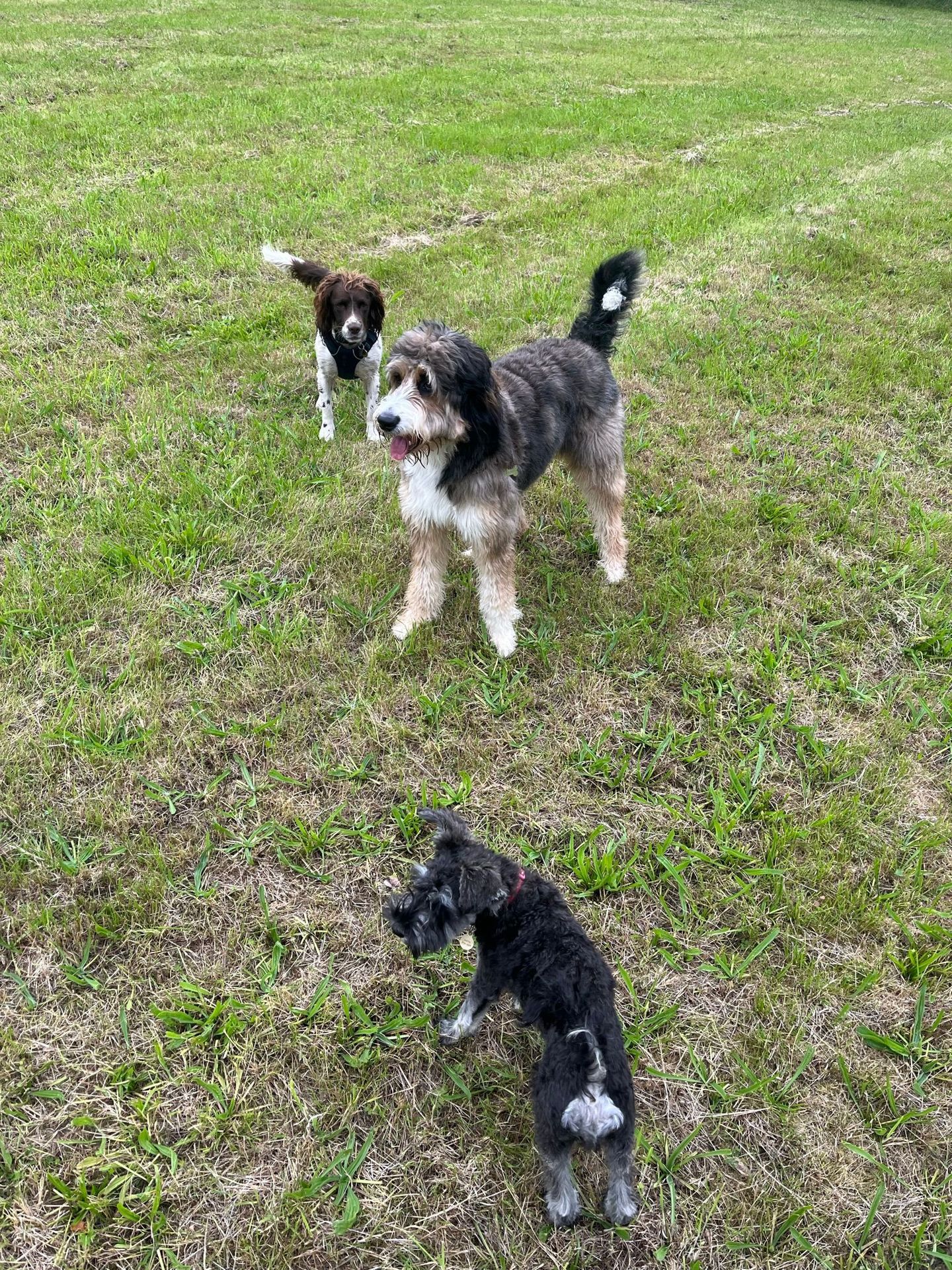 Dog enjoying a group walk in the South Devon countryside