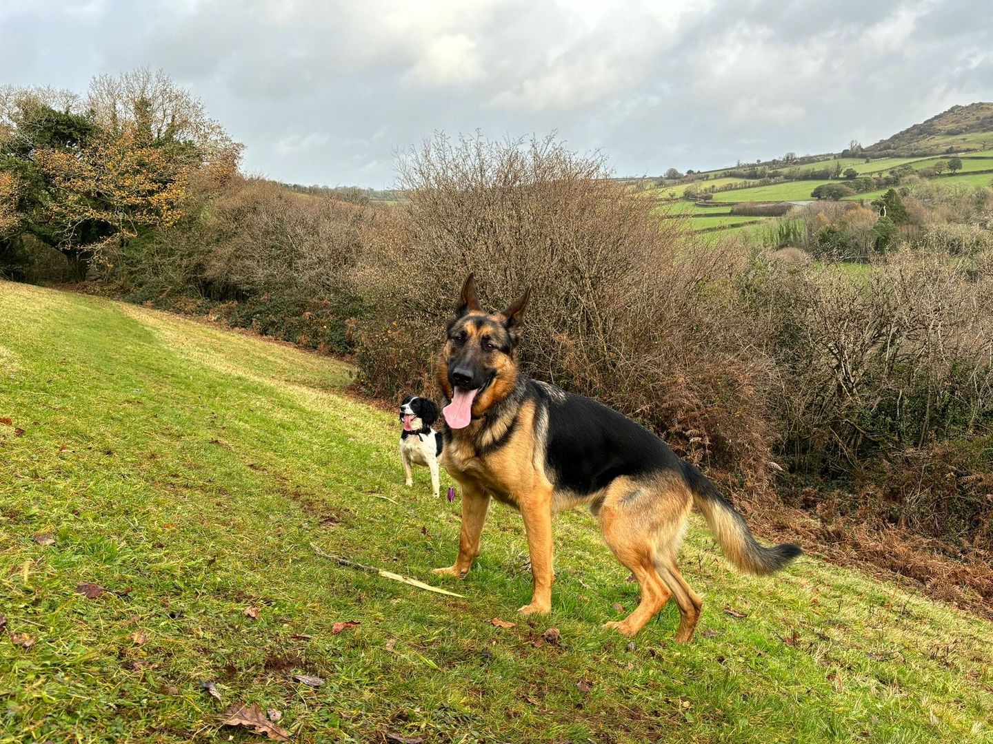 Pair of dogs exploring open grass hills on a sunny day