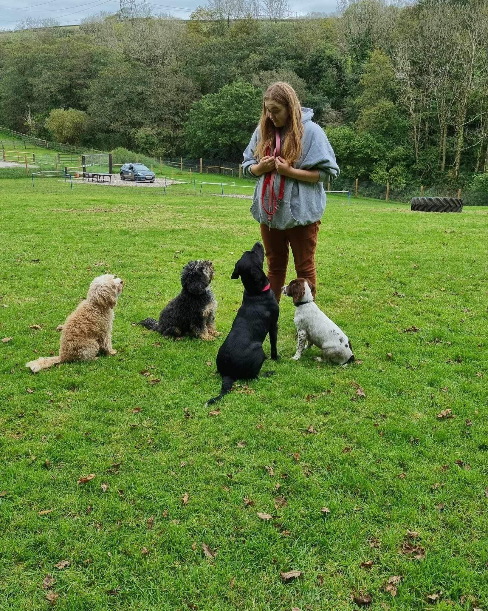 Dog walker leading a small group of happy dogs on a paddock play