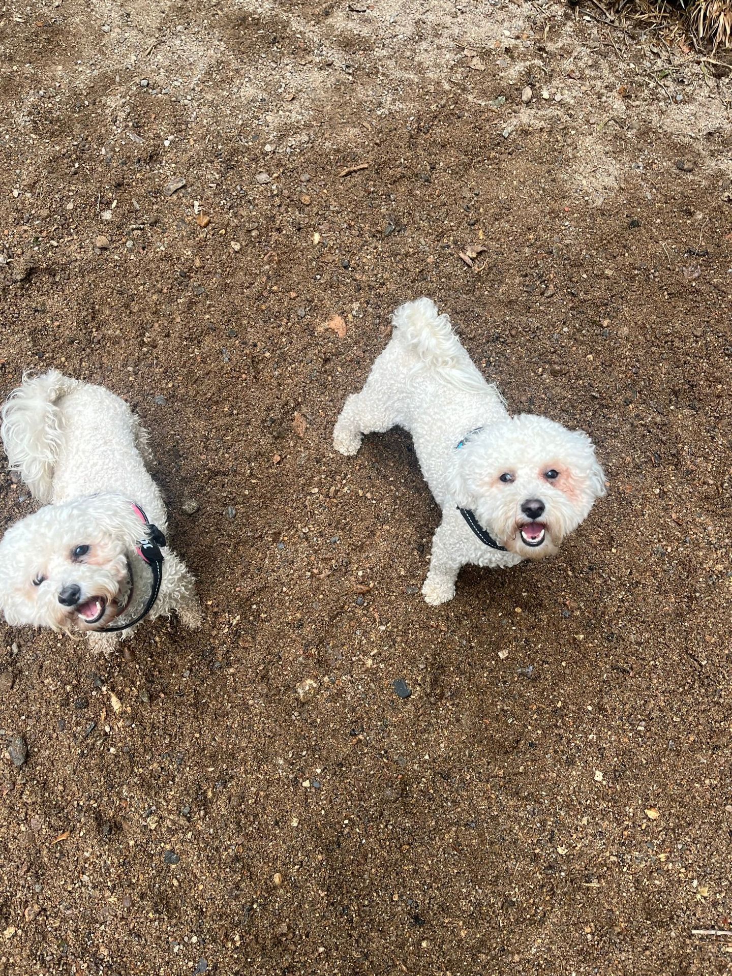 Happy dogs exploring the beach on a sunny day