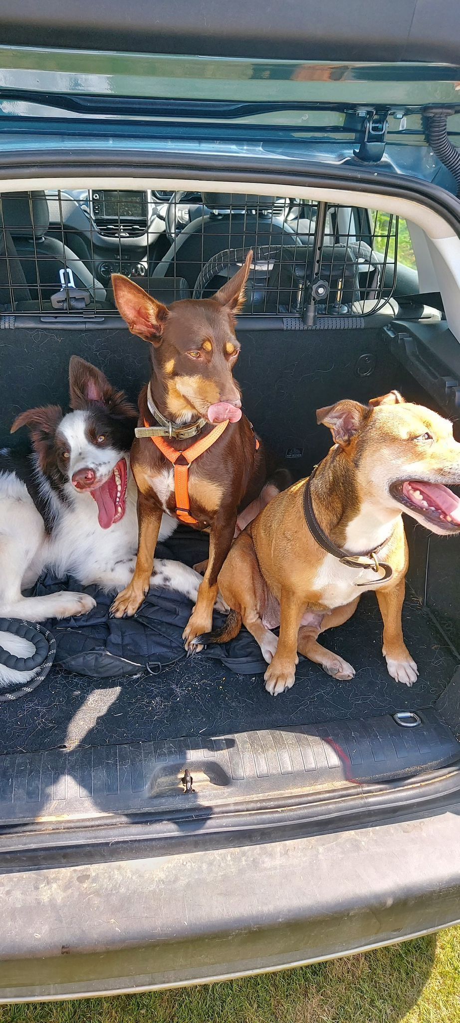 Three dogs relaxing together in the boot of a car after a walk