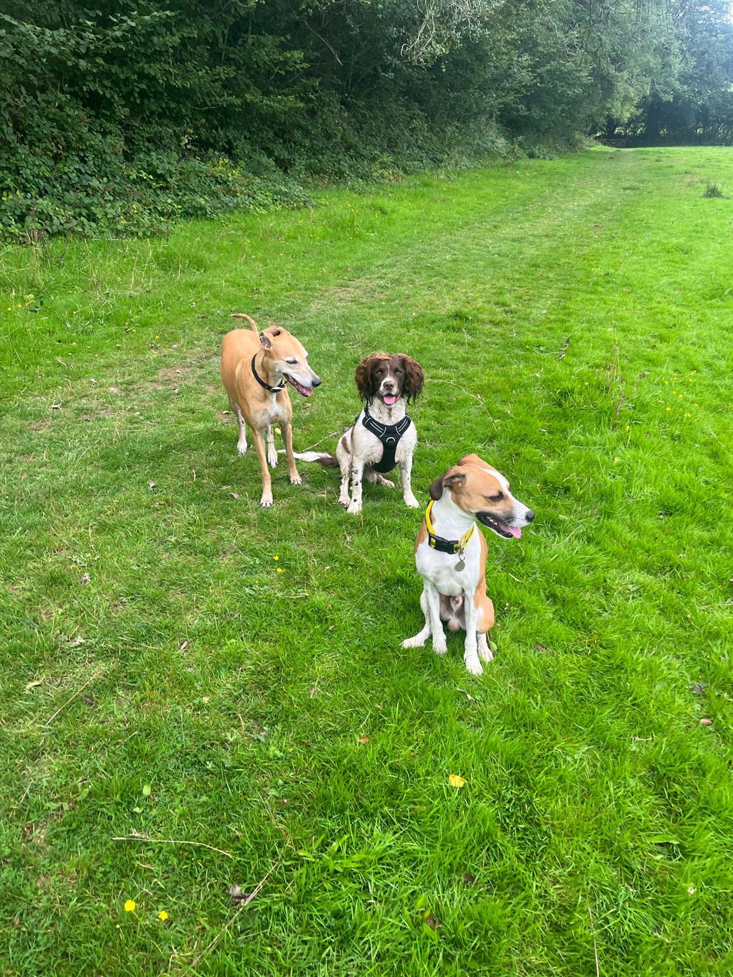 Dog enjoying a group walk in the South Devon countryside