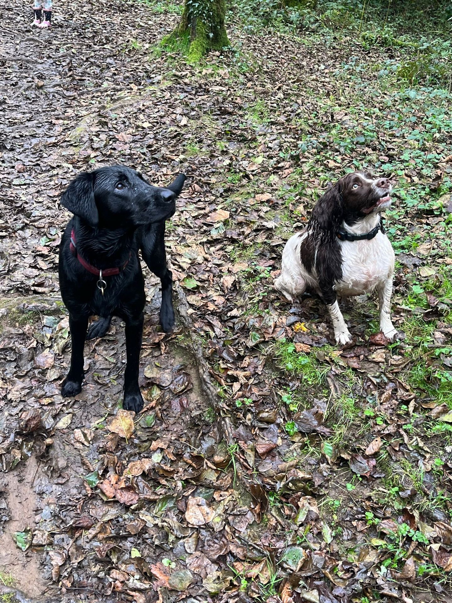 Dog enjoying a group walk in the South Devon countryside
