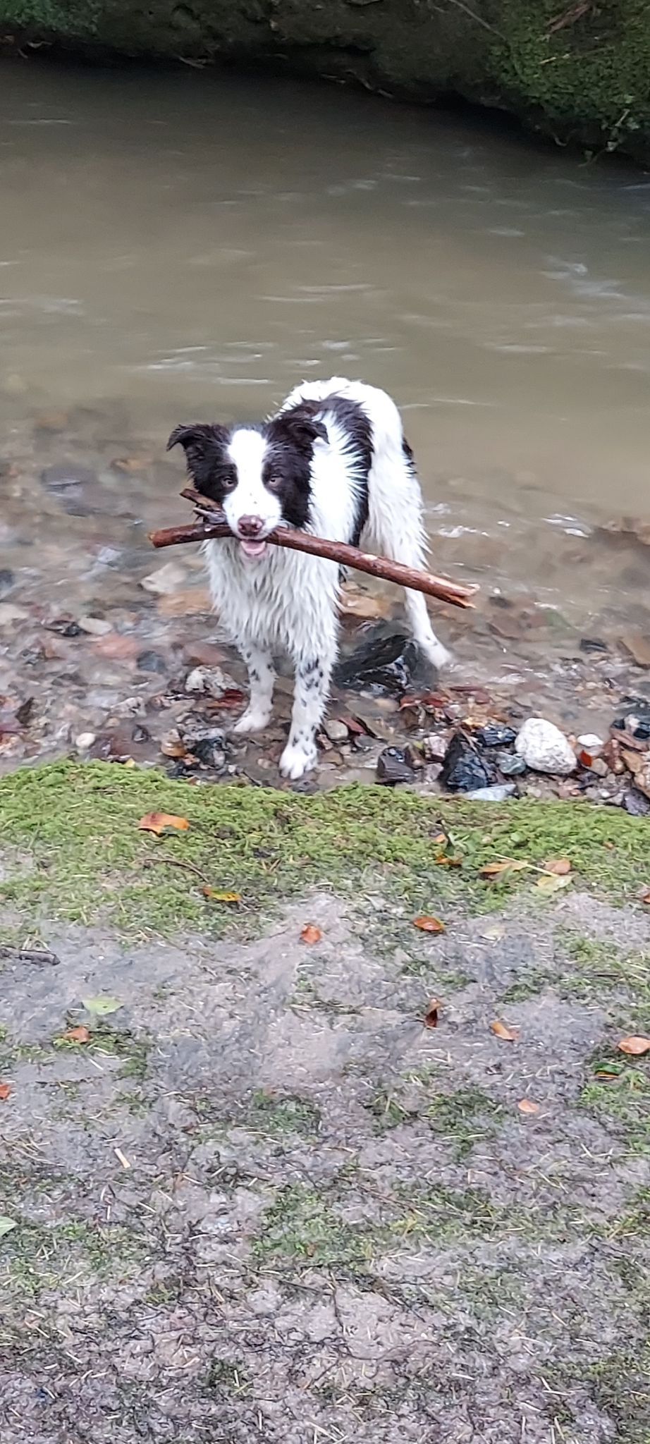Dog standing in shallow water holding a stick in its mouth