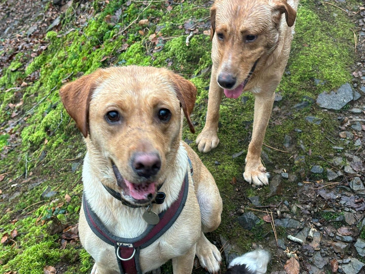 Dogs enjoying a group walk in the South Devon countryside