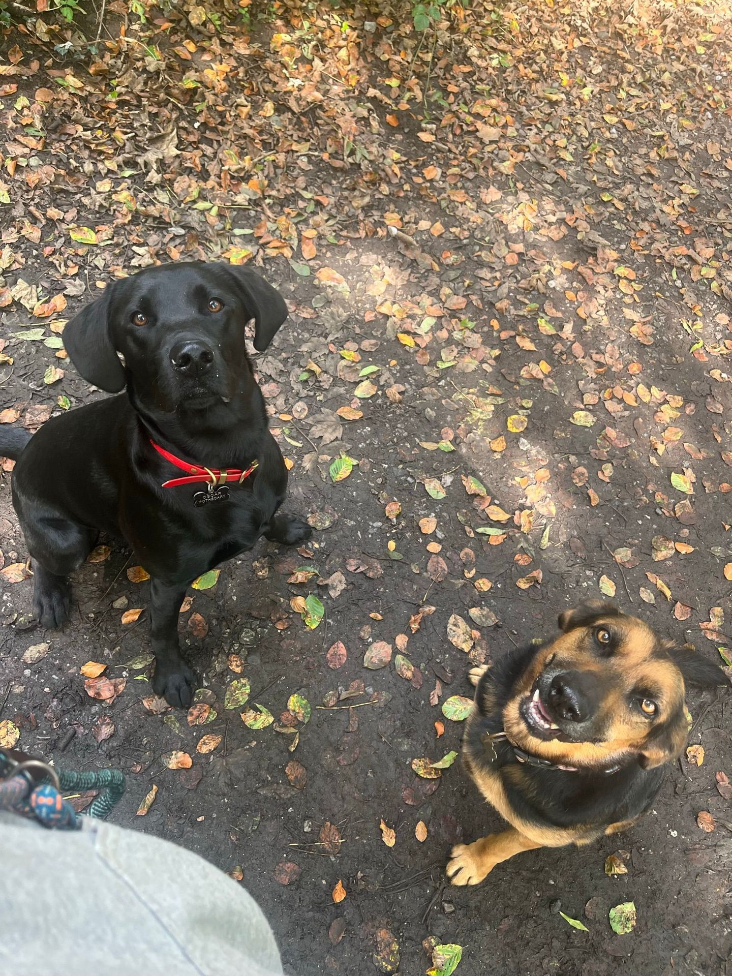 Two dogs sitting calmly together in a woodland setting