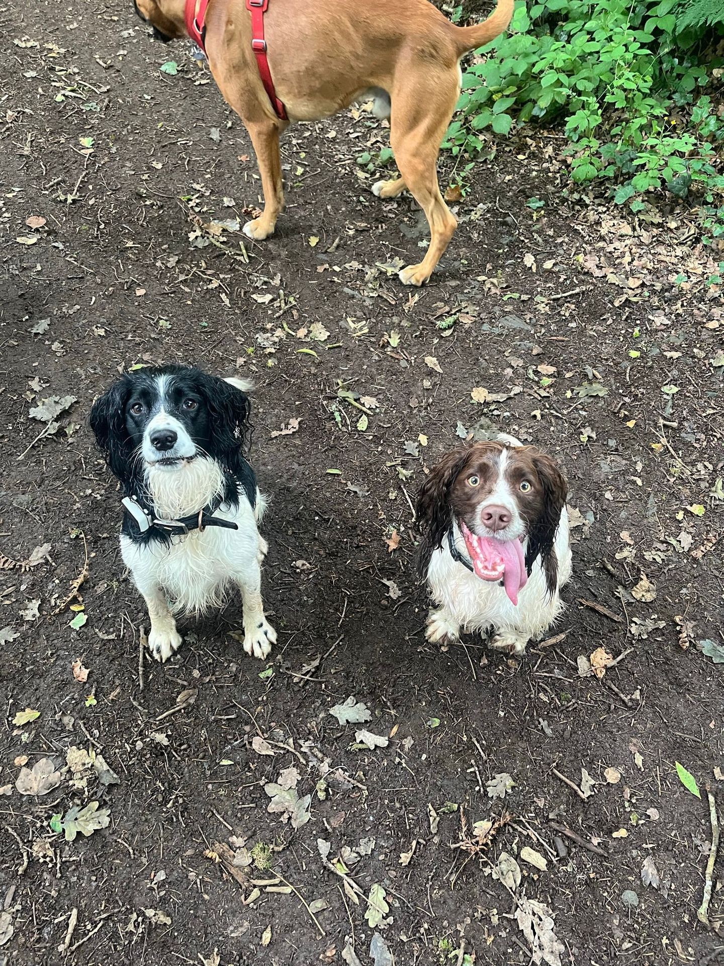 Dog enjoying a group walk in the South Devon countryside