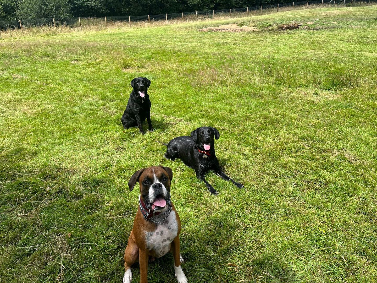 Dogs enjoying a group walk in the South Devon countryside