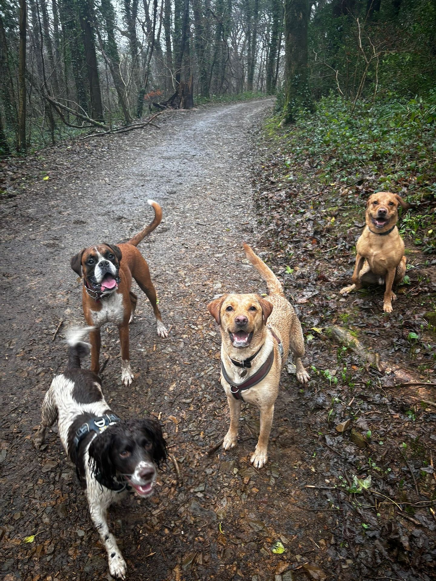 Dogs enjoying a group walk in the South Devon countryside