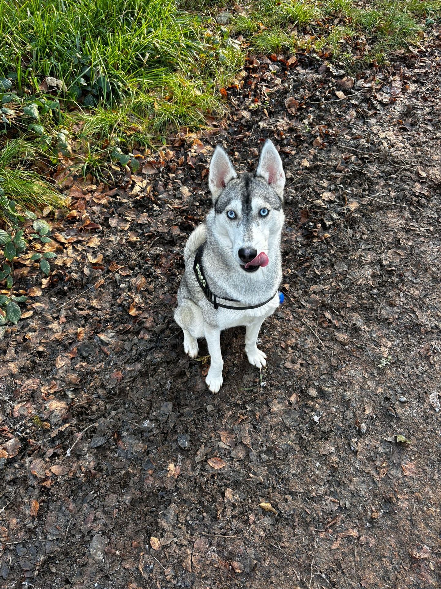Happy dog enjoying a solo walk through the countryside
