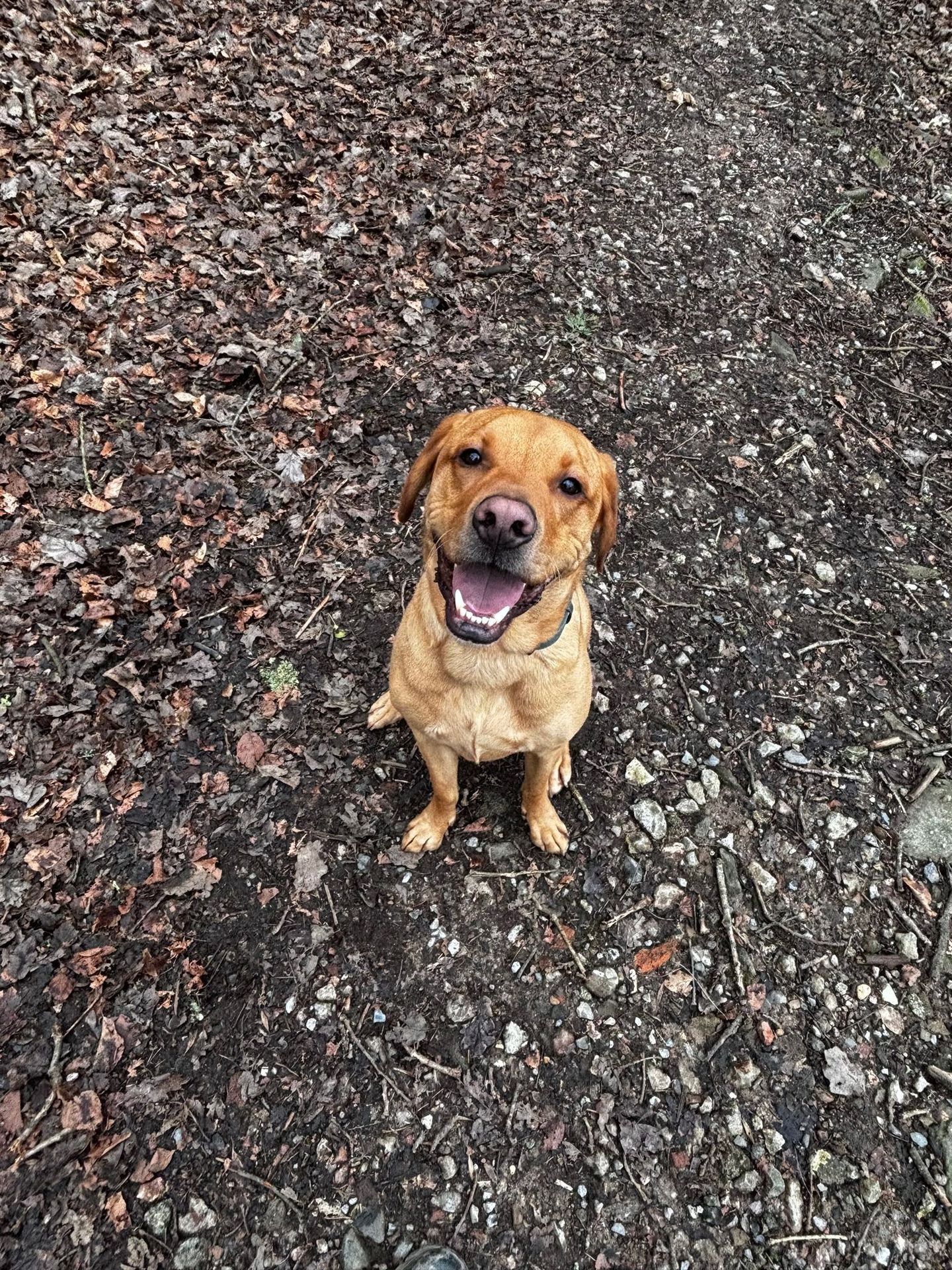 Happy dog enjoying a solo walk through the countryside
